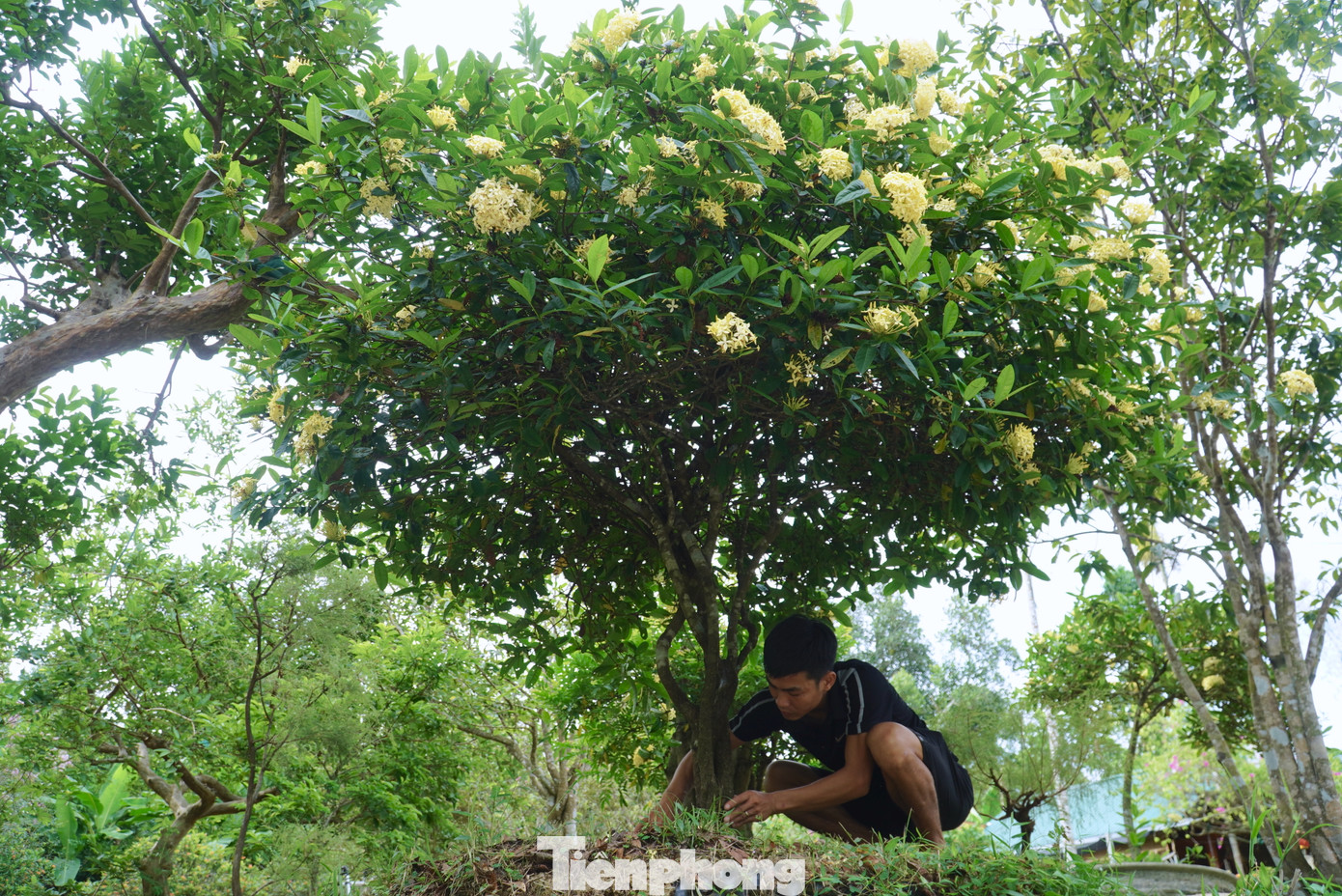 Mô hình cây cảnh của anh Nhật là một trong những mô hình kinh tế thanh niên của xã Kim Hoa cho thu nhập cao, giải quyết việc làm cho 5 lao động thanh niên tại địa phương.