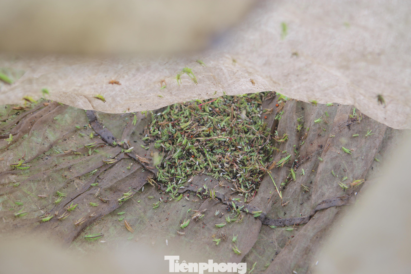 Những con cào cào lọt vào lưới của người dân sau quá trình lội, vợt tại cánh đồng cỏ hoang.