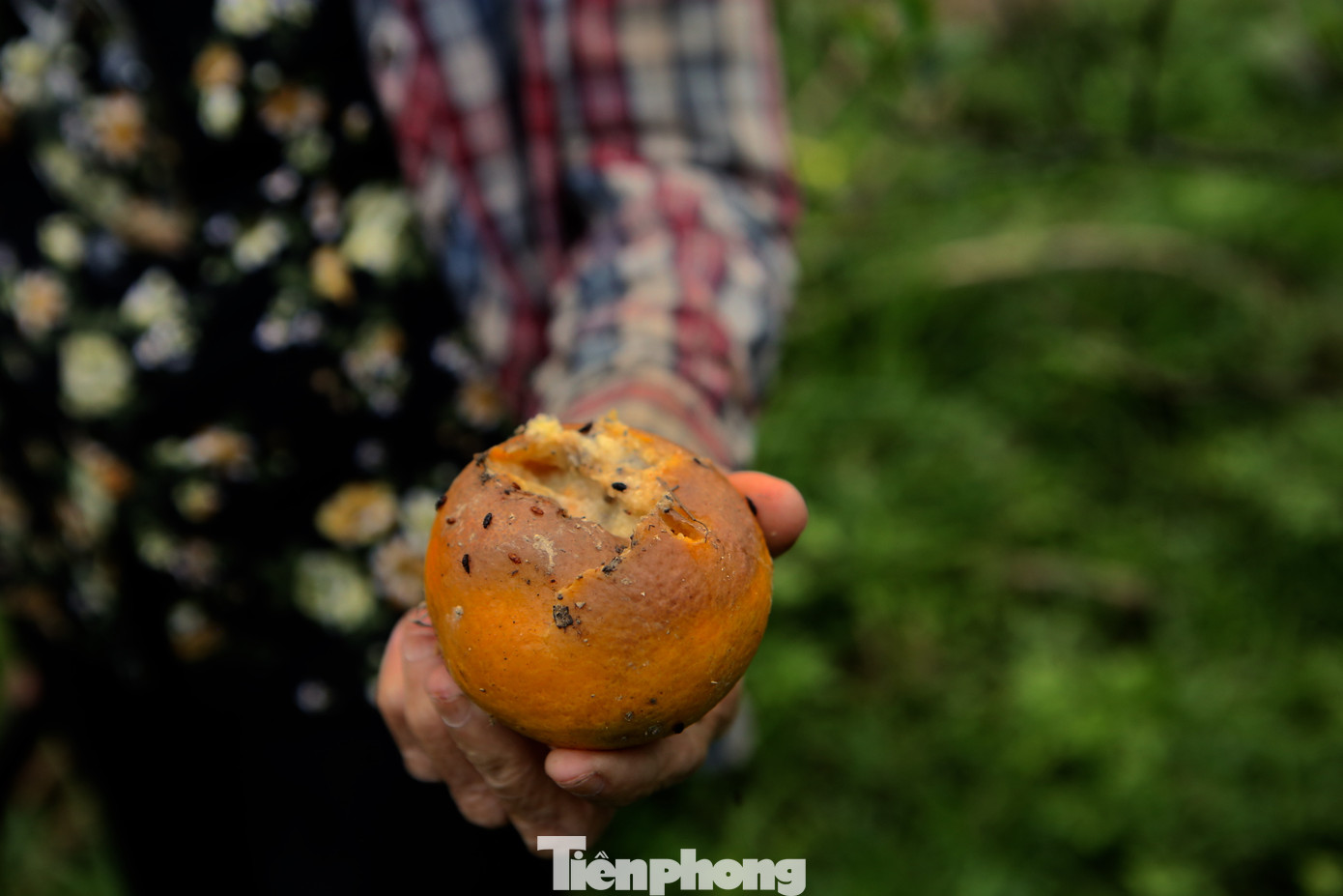 Nhiều cây cam cũng bị sâu bọ tấn công, quả rụng đầy gốc.