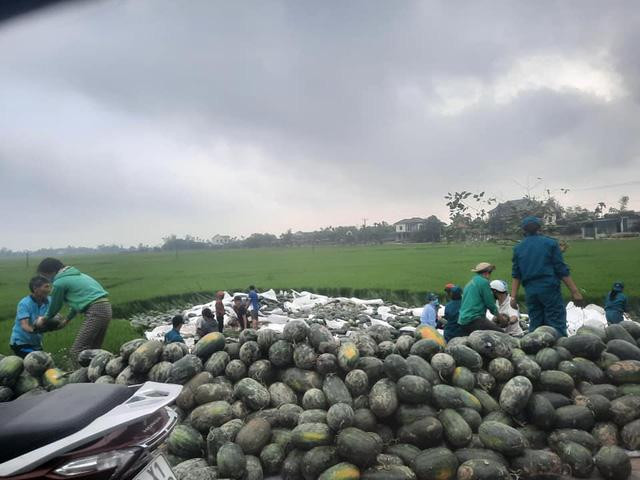 Toàn bộ số lượng dưa đổ xuống ruộng được người dân Hà Tĩnh hỗ trợ tài xế thu gom
