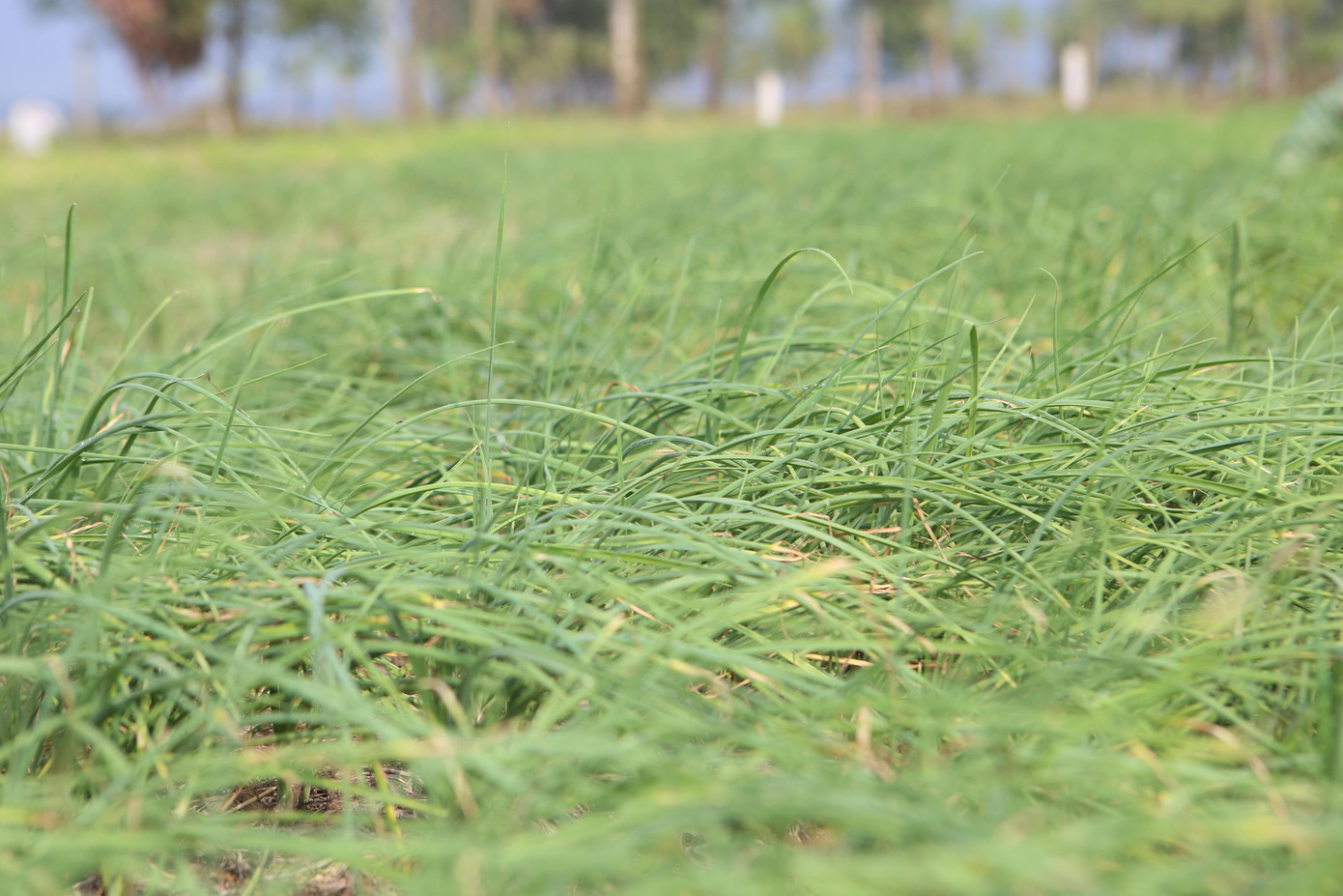 Người dân cho biết, mỗi sào năng suất từ 3-3,5 tạ cho thu nhập khoảng 15 đến 20 triệu đồng.