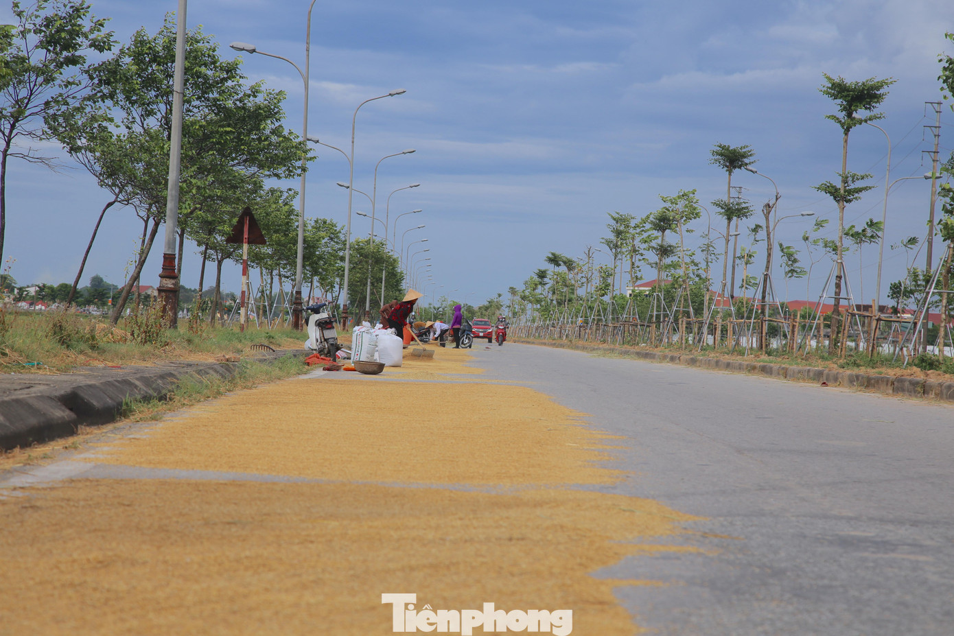 Vào mùa thu hoạch lúa, dọc tuyến đường Ngô Quyền (TP Hà Tĩnh) trở thành sân phơi của người dân. Dọc đoạn đường nối từ quốc lộ 1A đoạn xã Thạch Trung đến xã Đồng Môn bị chiếm dụng làm sân phơi lúa.