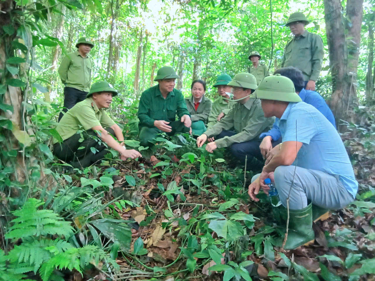 Ngành chức năng kiểm tra quá trình cây dược liệu phát triển dưới tán rừng. Ngành chức năng kiểm tra quá trình cây dược liệu phát triển dưới tán rừng.