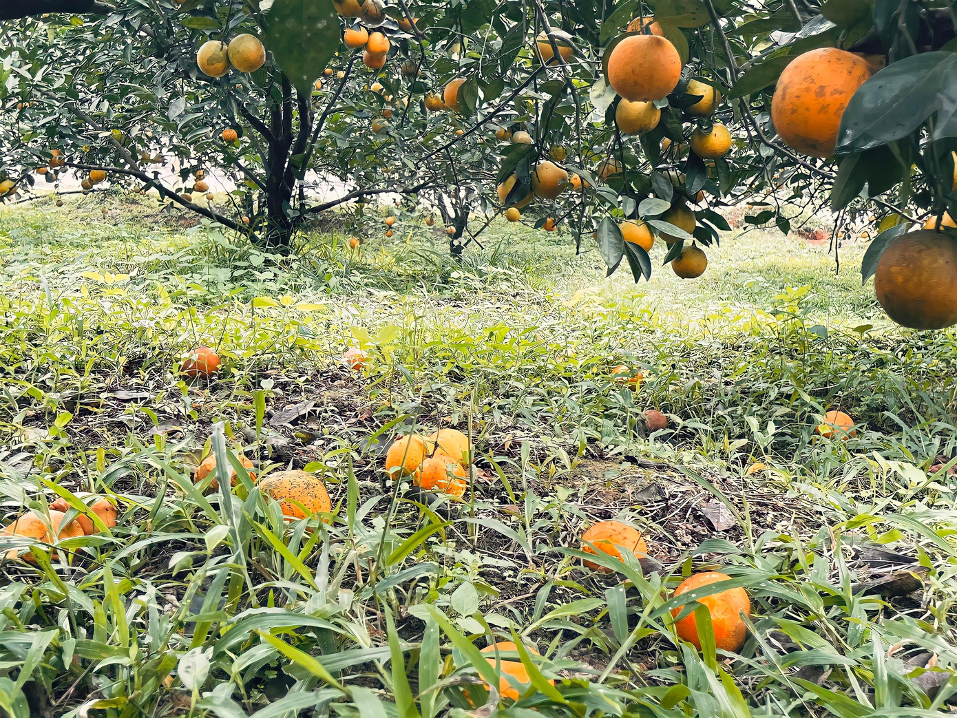 Gia đình anh Nguyễn Huy Phố trú thôn Thanh Mỹ trồng 3ha diện tích cam. Năm nay có 700 gốc cam chanh và cam giòn cho thu hoạch. Ước tính sản lượng đạt trên 15 tấn. Mặc dù thời điểm này, cam đã chín rụng khắp vườn nhưng vợ chồng anh Phố vẫn "ém" hàng chưa muốn bán để chờ đến Tết. Gia đình anh Nguyễn Huy Phố trú thôn Thanh Mỹ trồng 3ha diện tích cam. Năm nay có 700 gốc cam chanh và cam giòn cho thu hoạch. Ước tính sản lượng đạt trên 15 tấn. Mặc dù thời điểm này, cam đã chín rụng khắp vườn nhưng vợ chồng anh Phố vẫn "ém" hàng chưa muốn bán để chờ đến Tết.
