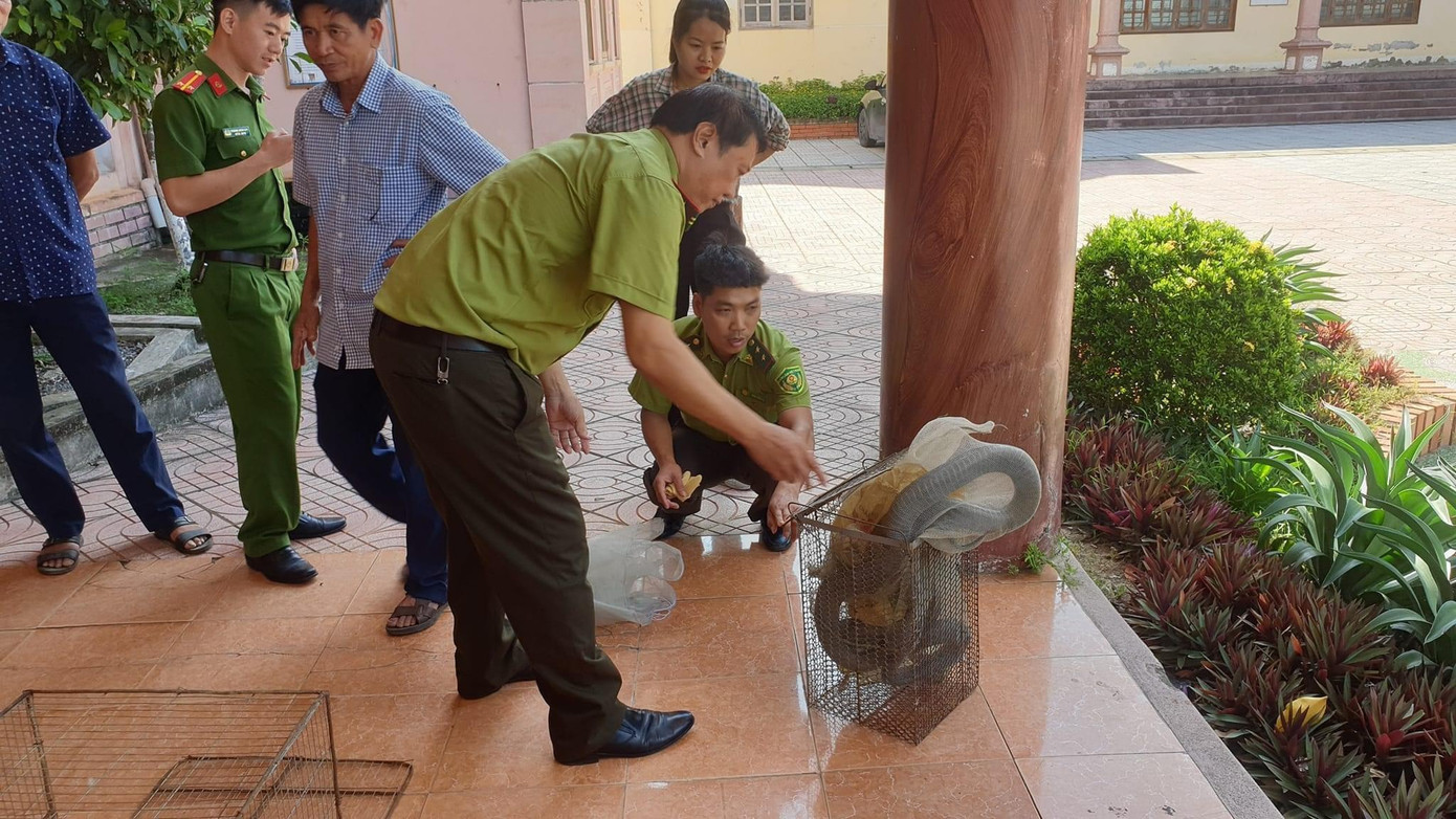 Lực lượng chức năng tiếp nhận cá thể rắn để thả về môi trường rừng tự nhiên.