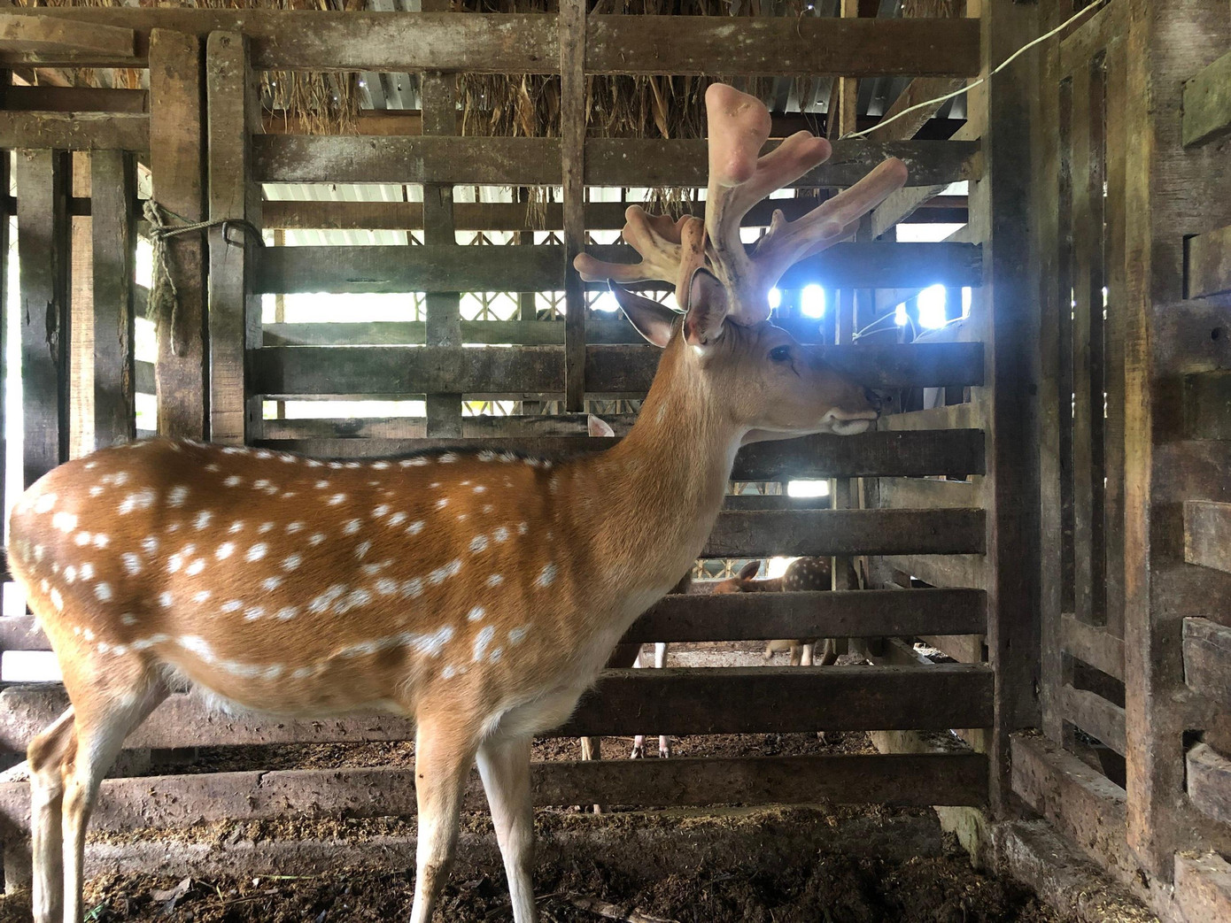 Con hươu được chăm sóc như những con khác, nhưng nhung từ con hươu này có trọng lượng lớn nhất tại Hương Sơn. Con hươu được chăm sóc như những con khác, nhưng nhung từ con hươu này có trọng lượng lớn nhất tại Hương Sơn.