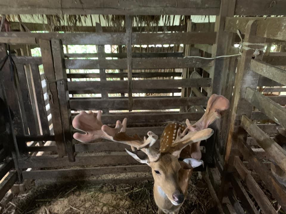 Cặp nhung này được cắt vào ngày 30/4. Do nhung có trọng lượng lớn nên phải sử dụng sức của 10 người để giữ hươu. Sau khoảng 15 phút, cặp nhung hươu đã được đội kỹ thuật cắt xong. Cặp nhung có trọng lượng lên tới 4,766kg.