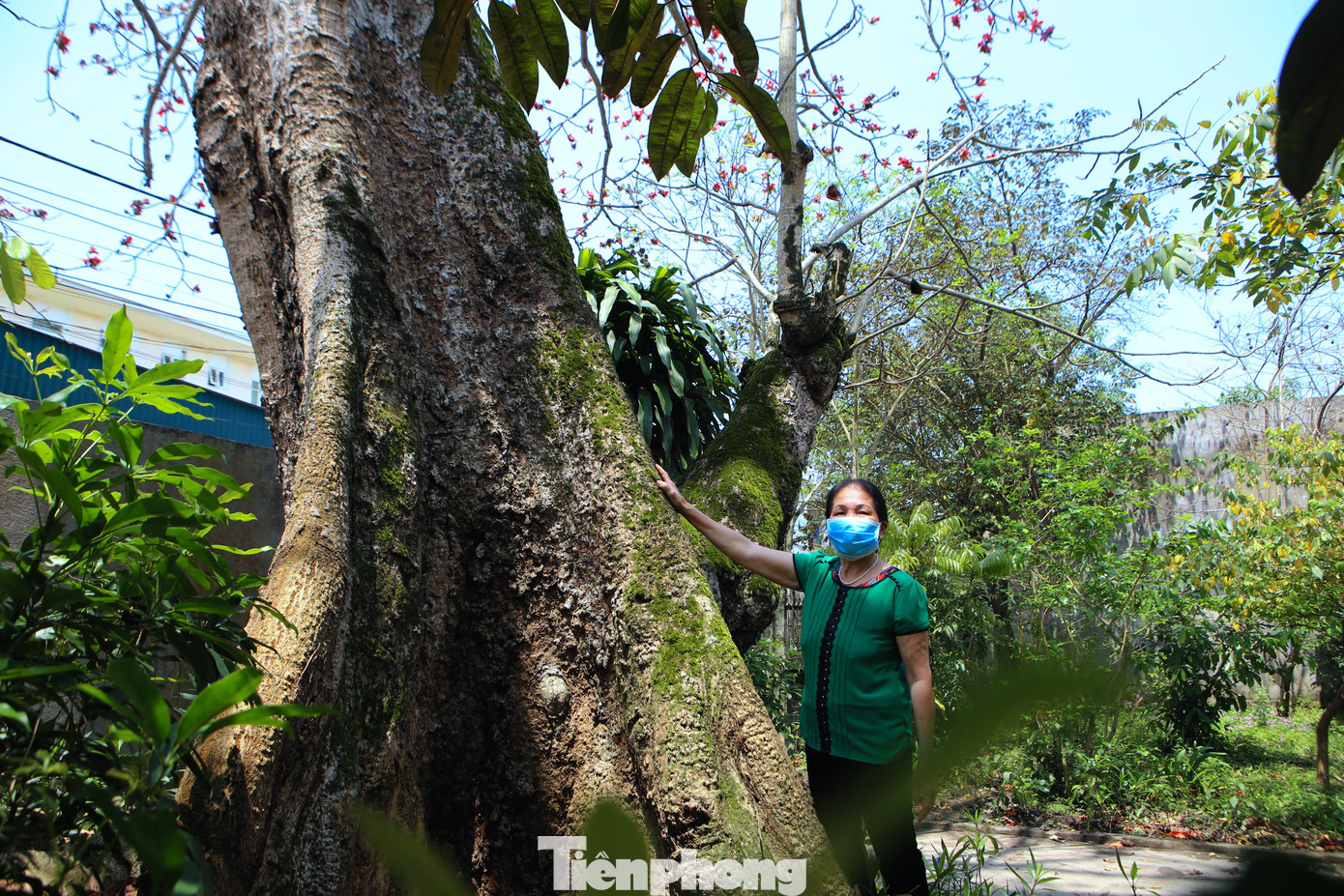Người dân chia sẻ, cây gạo chịu bao trận mưa gió, bom đạn, đặc biệt thời chiến là nơi trú ẩn cho bộ đội, người dân trong làng. Minh chứng rõ nhất là một phần thân cây đã bị bom phá gãy.