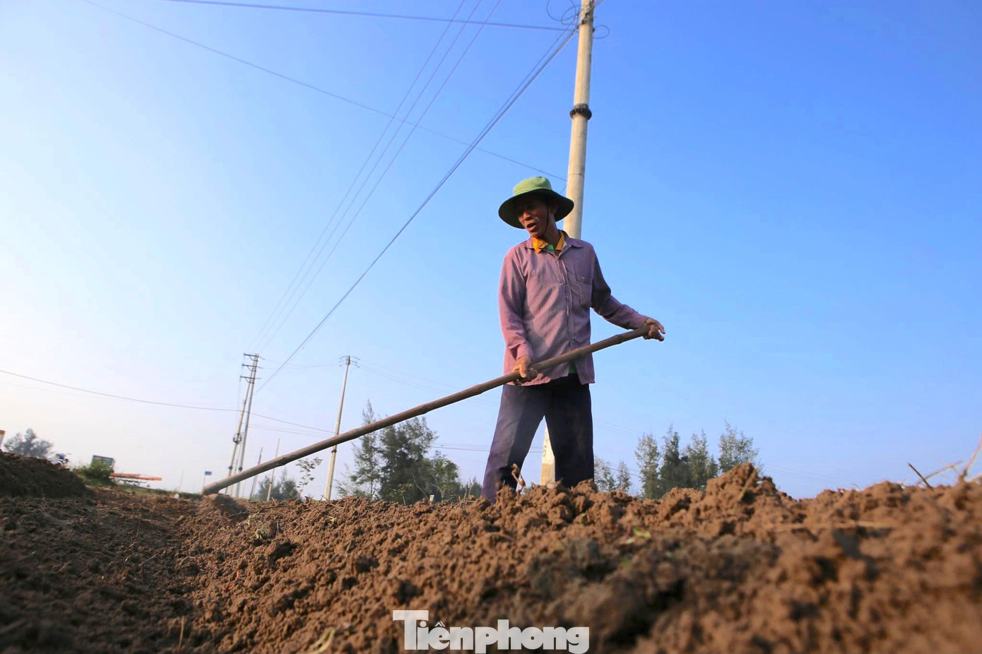 Gia đình ông Nguyễn Hi Vọng (65 tuổi, trú thôn Nam Sơn, xã Thịnh Lộc) trồng 3 sào khoai lang. Năm nay được mùa nên mỗi sào đạt trên 5 tạ khoai. Sau khi thu hoạch khoai xong sẽ làm đất để trồng hoa màu khác.