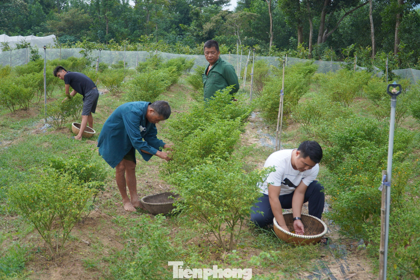 Hiện nay, ớt Peru được anh Tân bán cho các vị khách ở các thành phố lớn như Hà Nội, Đà Nẵng, TPHCM,… giá 1 triệu đồng/kg. Còn với người dân nội tỉnh, anh bán 700.000 đồng/kg. Cứ thu hoạch đến đâu số lượng ớt đều được tiêu thụ hết.