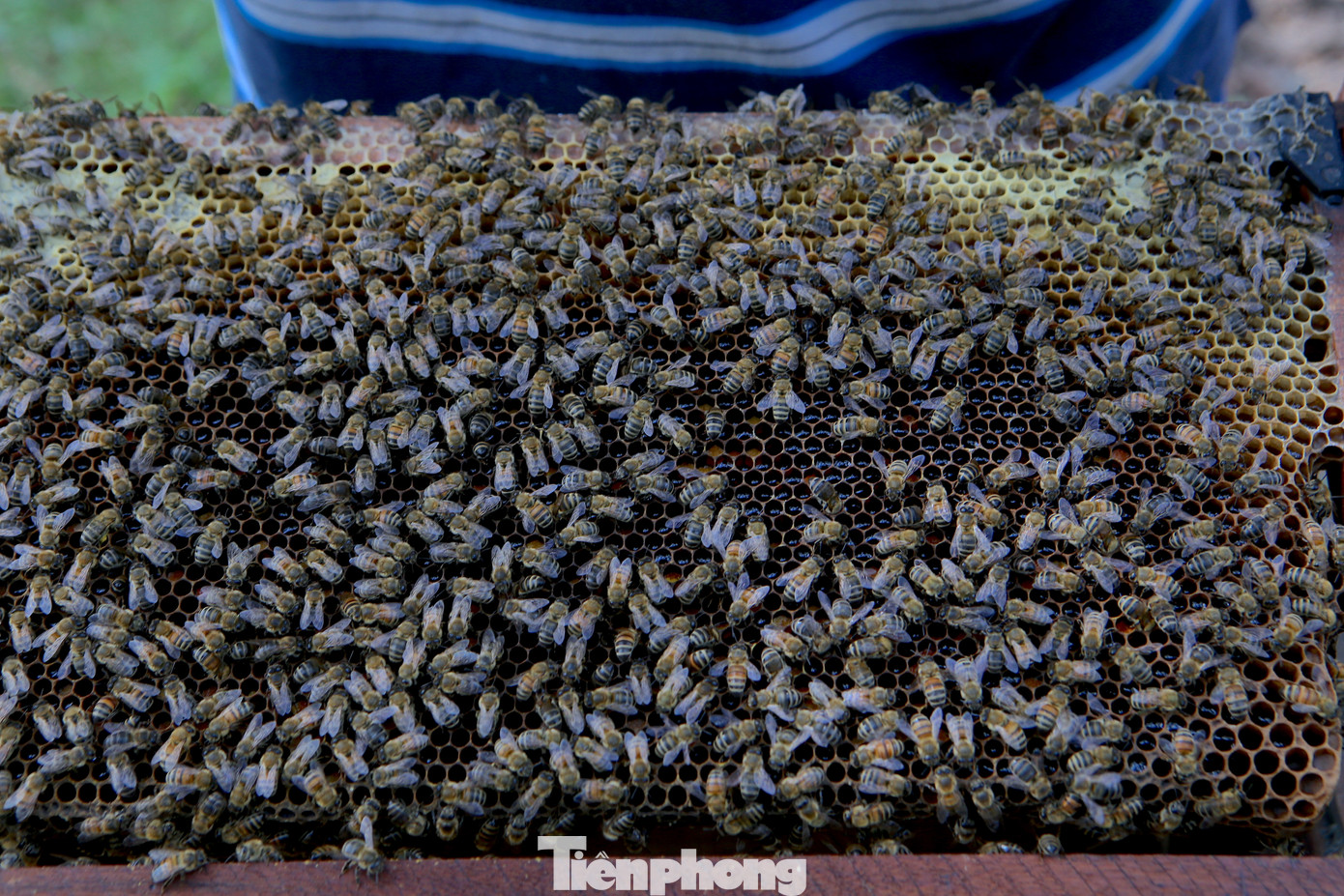 Theo người dân, nghề nuôi ong du mục là nghề cho ong ăn theo từng mùa hoa. Vậy nên họ đã thuộc nằm lòng những mùa hoa nào cho mật thơm ngon, những mùa hoa nở, những vùng đất nào có thể đến.