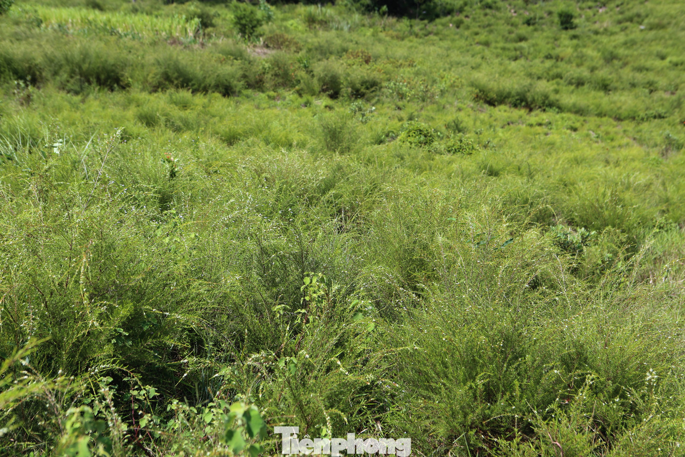 Nhưng thấy tràm lâu phát triển, lo sợ cây trện cũng bị chết dần nên gia đình bàn bạc và chặt toàn bộ gốc tràm khoảng 3 năm tuổi.