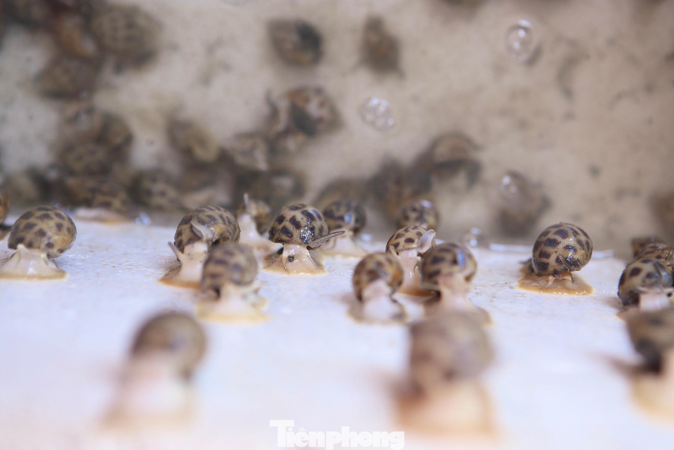 Ốc hương thường nuôi từ 6-7 tháng là cho thu hoạch. Ông Lê Quang Vinh, Phó Chủ tịch UBND xã Cẩm Lĩnh cho biết, năm nay do ảnh hưởng của dịch COVID-19, thị trường tiêu thụ chủ yếu sang Trung Quốc bị “đóng băng” nên giá ốc hương giảm hơn nửa. Vì lo ảnh hưởng trong mùa mưa bão, nhiều người dân buộc phải bán tháo để giảm thiểu thiệt hại.