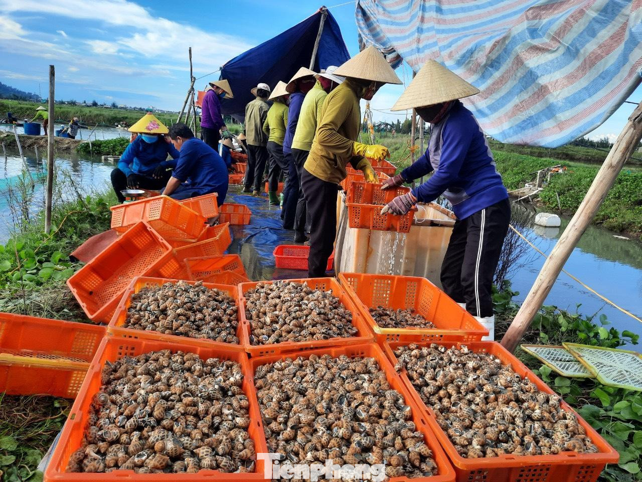 Người nuôi ốc ở xứ Cồn Vạn chia sẻ, việc nuôi ốc hương rất bấp bênh, năm được, năm mất. Đối với năm nay được mùa, nhưng giá cả xuống thấp nên chỉ mong lấy lại được vốn là mừng.