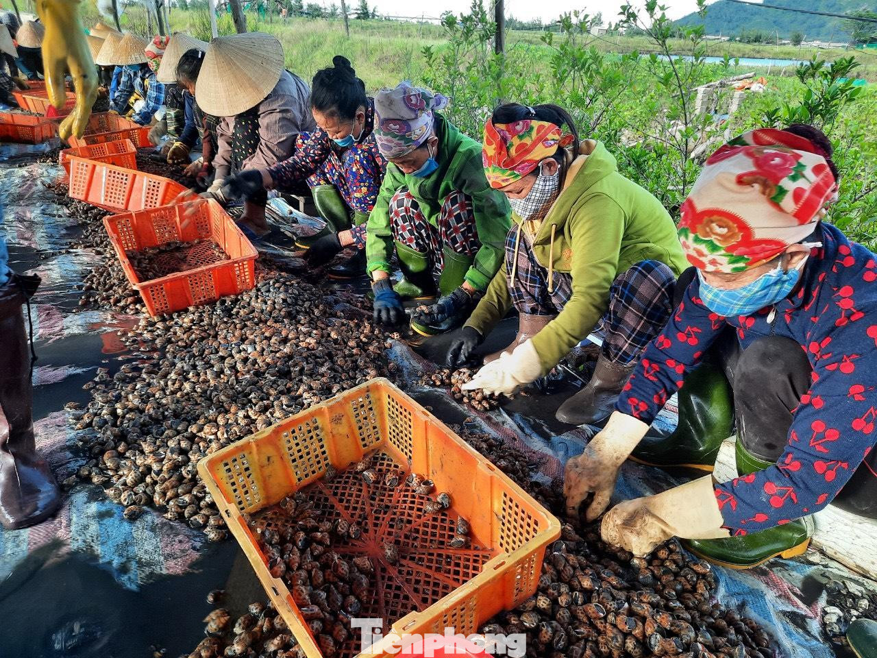 Ông Lê Quang Vinh, Phó Chủ tịch UBND xã Cẩm Lĩnh cho biết, năm nay do ảnh hưởng của dịch COVID-19, thị trường tiêu thụ chủ yếu sang Trung Quốc bị “đóng băng” nên giá ốc hương giảm hơn nửa. Vì lo ảnh hưởng trong mùa mưa bão, nhiều người dân buộc phải bán tháo để giảm thiểu thiệt hại.