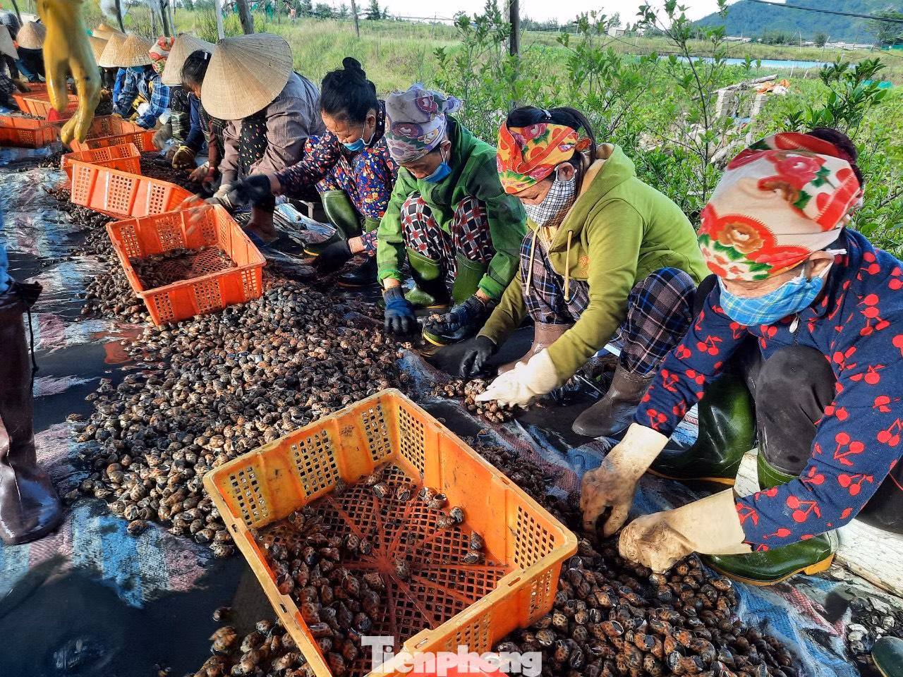 Ông Lê Quang Vinh, Phó Chủ tịch UBND xã Cẩm Lĩnh cho biết, năm nay do ảnh hưởng của dịch COVID-19, thị trường tiêu thụ chủ yếu sang Trung Quốc bị “đóng băng” nên giá ốc hương giảm hơn nửa. Vì lo ảnh hưởng trong mùa mưa bão, nhiều người dân buộc phải bán tháo để giảm thiểu thiệt hại.