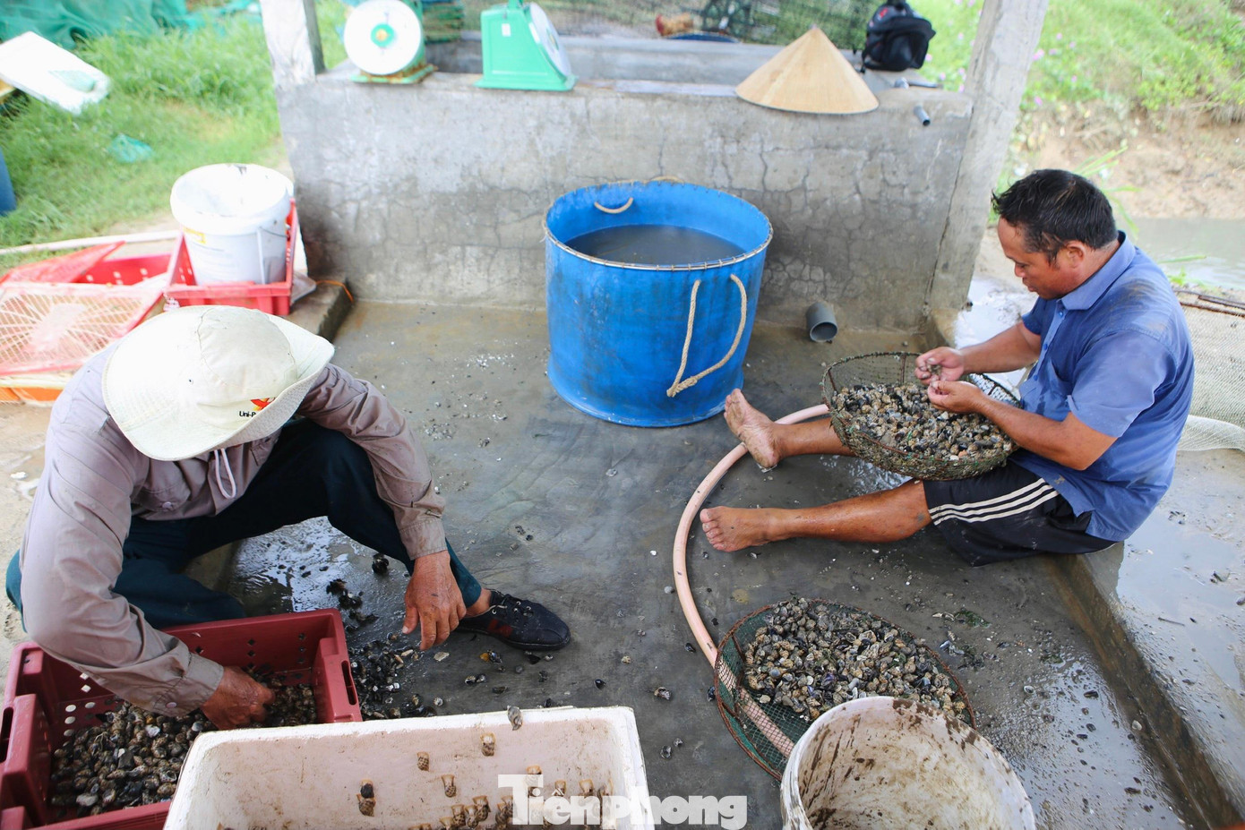 “Thực tế do dịch nên bị ảnh hưởng nhiều, giá cả xuống thấp. Chưa năm nào nuôi ốc hương mà giá xuống thấp như năm nay, giờ chỉ mong lấy lại đủ vốn bỏ ra là được”, ông Trình nói.