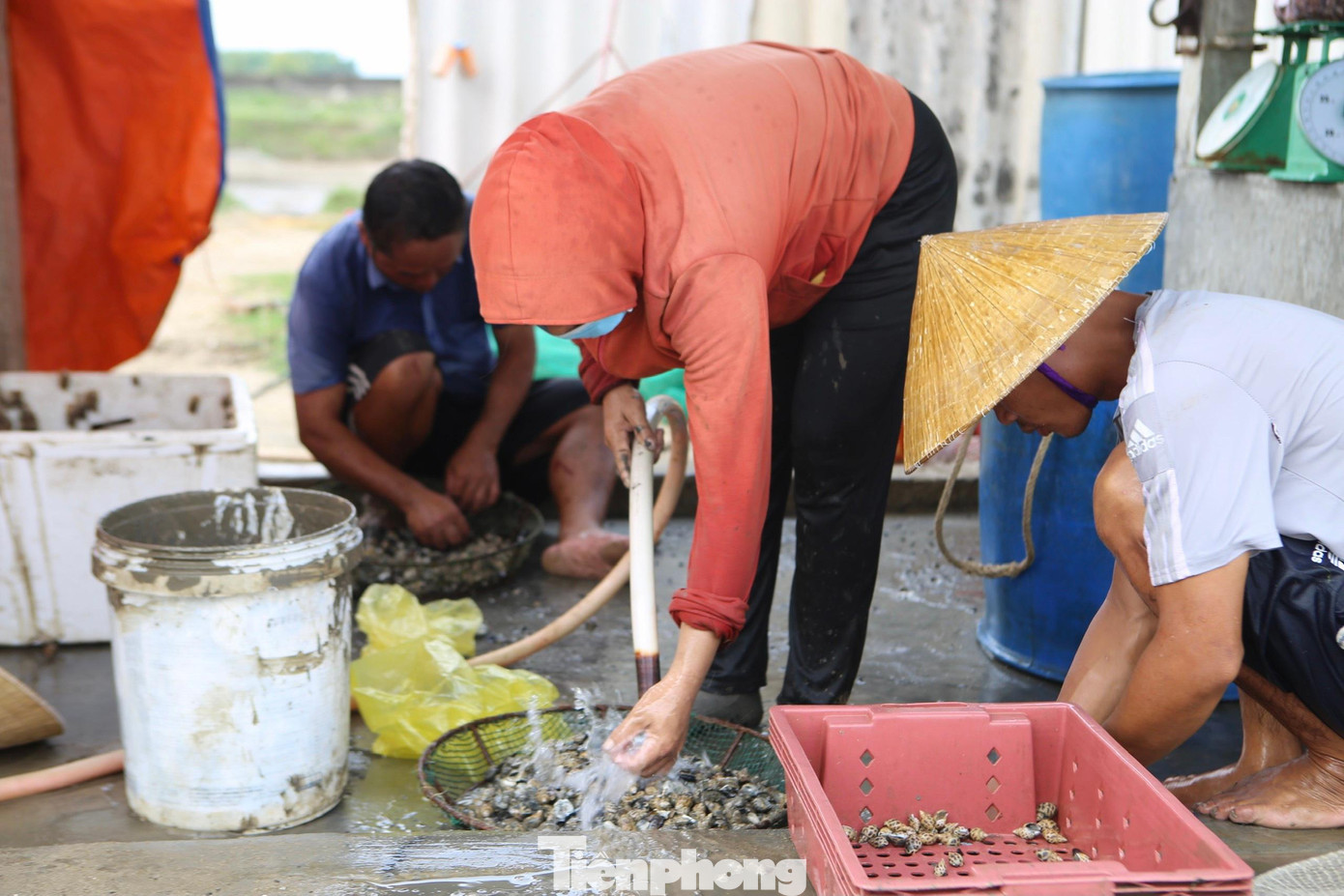 “Năm nay vì giá xuống thấp khi thị trường tiêu thụ khó nên người nuôi không có lợi nhuận. Giá cao nhất thời điểm này cũng chỉ bán được 140 ngàn đồng/kg”, ông Vinh nói.