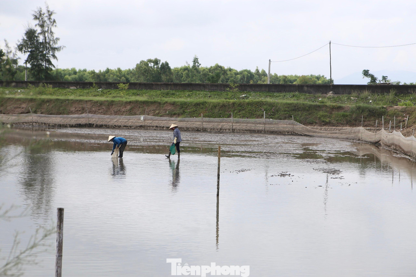 Hai năm nay, người nuôi ốc hương ở xứ Cồn Vạn thất thu, giá cả bấp bênh. Năm ngoái nhiều hộ dân mất trắng cả tỷ đồng khi ốc chết hàng loạt do ảnh hưởng mưa bão, còn năm nay ảnh hưởng của dịch, giá cả xuống thấp.