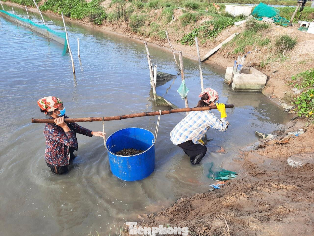 Sau khi bắt ốc, người dân dùng xô để đưa lên bờ, rửa sạch sau đó đóng vào bao tải vận chuyển lên xe.