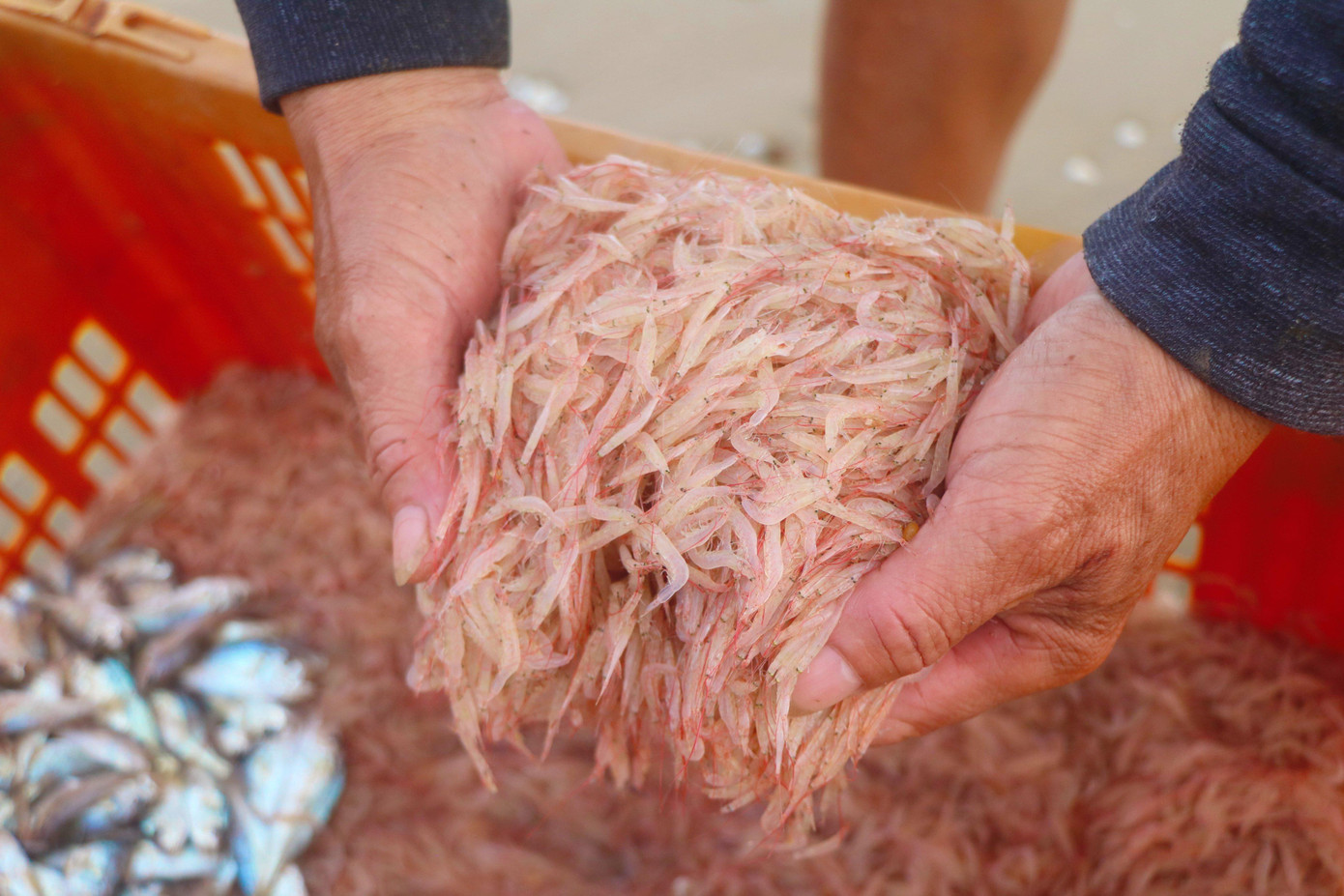 Những con ruốc tươi ngon. Những con ruốc tươi ngon.