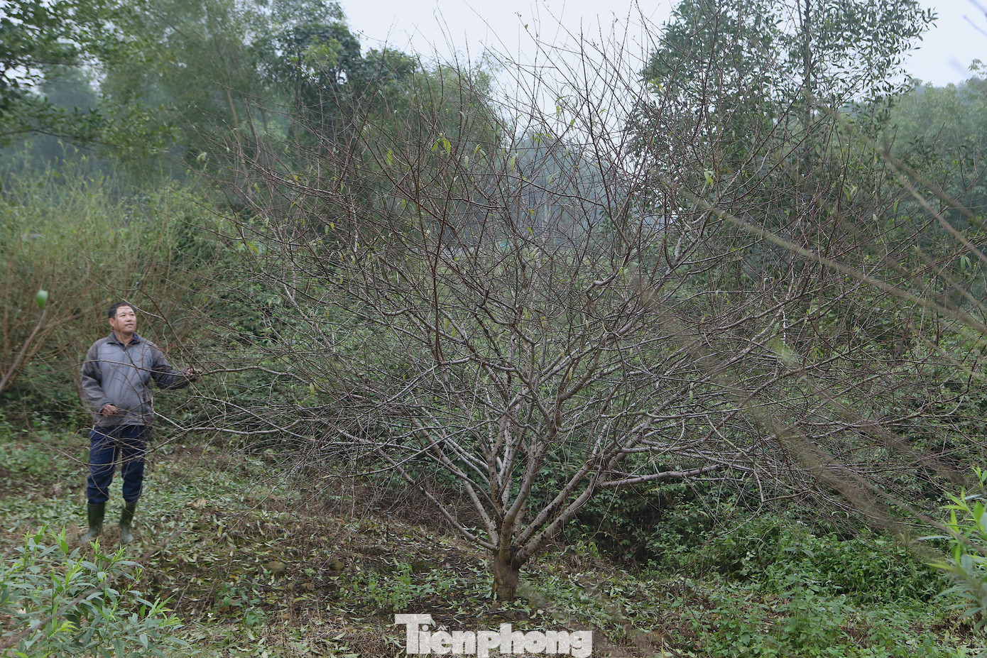 “Mong rằng toàn bộ nở đúng dịp Tết để có thêm thu nhập. Như năm ngoái thu được 80 triệu đồng tiền bán hoa đào, năm nay số lượng gốc độ tuổi từ 2-4 năm trên 200 gốc. Thời tiết năm nay thuận lợi nên cây phát triển tốt. Năm ngoái hoa nở sớm trước hơn 10 ngày”, anh Ánh cho hay. “Mong rằng toàn bộ nở đúng dịp Tết để có thêm thu nhập. Như năm ngoái thu được 80 triệu đồng tiền bán hoa đào, năm nay số lượng gốc độ tuổi từ 2-4 năm trên 200 gốc. Thời tiết năm nay thuận lợi nên cây phát triển tốt. Năm ngoái hoa nở sớm trước hơn 10 ngày”, anh Ánh cho hay.