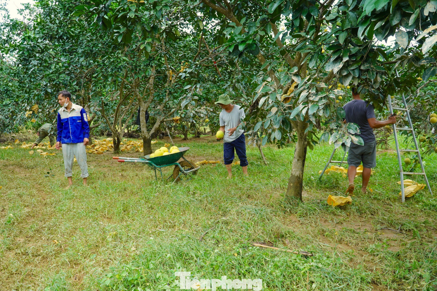 Do mưa lớn trong nhiều ngày cùng với Thuỷ điện Hố Hô xả tràn đã khiến nước sông dâng lên nhanh. Tại xã Hương Trạch (huyện Hương Khê, tỉnh Hà Tĩnh) do nước dâng nhanh đã khiến 70ha diện tích trồng bưởi của người ngập úng, trong đó hơn 1ha với ước lượng 10.000 quả bưởi ngập trong nước.
