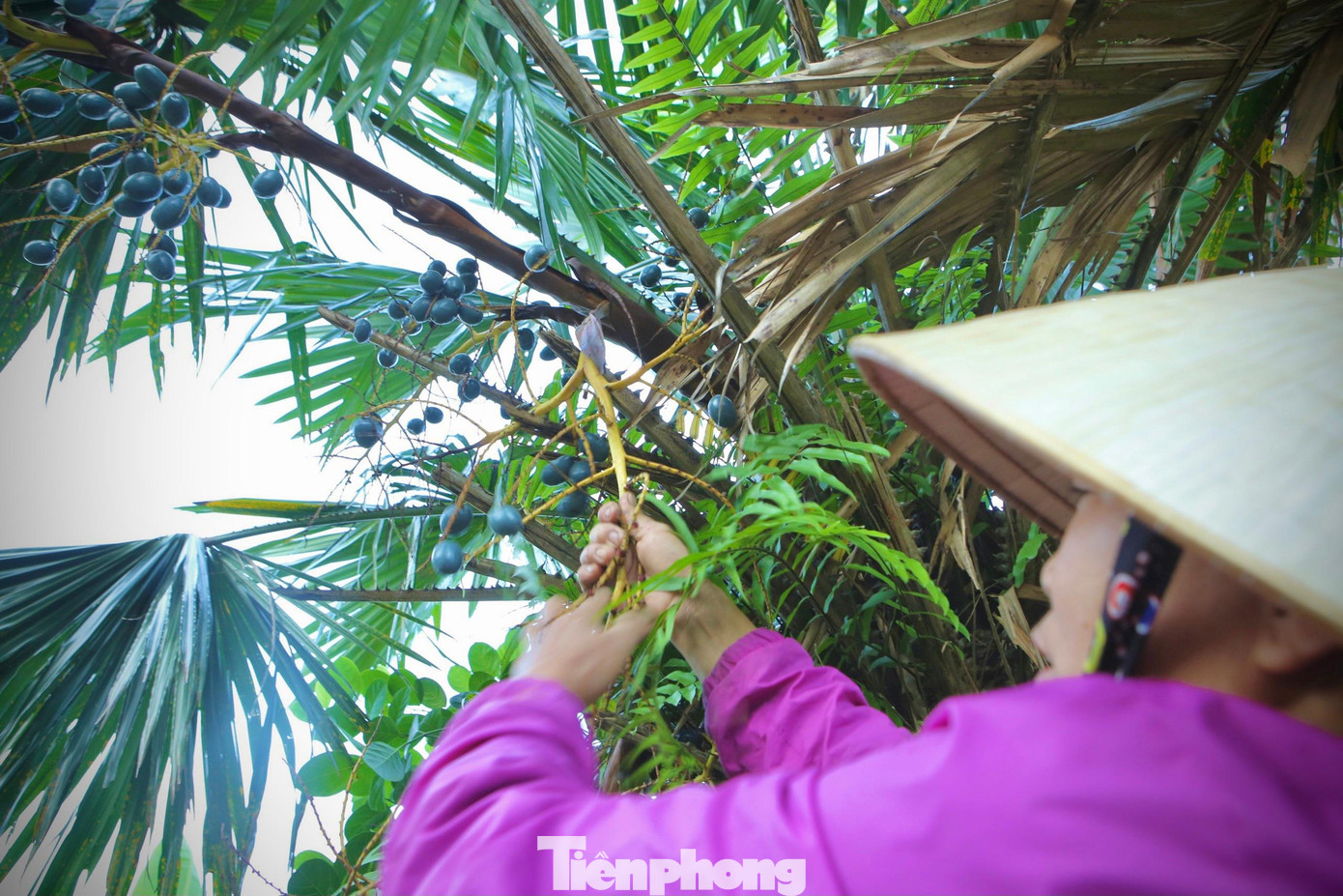 Thông thường từ tháng 2 đến tháng 3 Âm lịch, những cây cọ đơm hoa, kết trái. Đến khoảng cuối tháng 10 đầu tháng 11 quả cọ bắt đầu chín, cho thu hoạch. Thông thường từ tháng 2 đến tháng 3 Âm lịch, những cây cọ đơm hoa, kết trái. Đến khoảng cuối tháng 10 đầu tháng 11 quả cọ bắt đầu chín, cho thu hoạch.