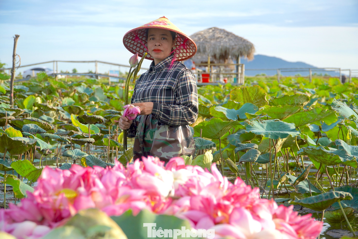 Người dân vui mừng vì sen năm nay được mùa, được giá. Từ đầu mùa đến nay đã thu hoạch hơn 50.0000 bông. Người dân vui mừng vì sen năm nay được mùa, được giá. Từ đầu mùa đến nay đã thu hoạch hơn 50.0000 bông.