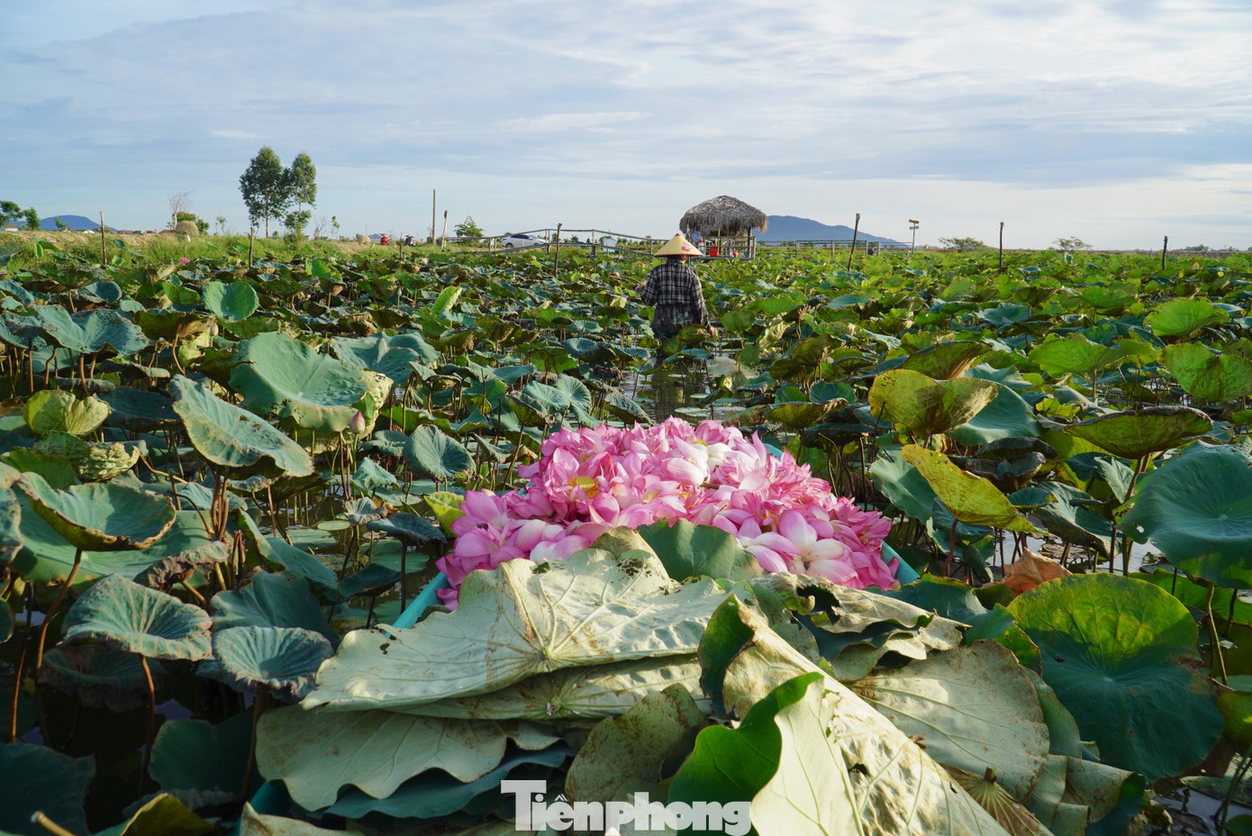 Nơi đây từng là đầm lầy bỏ hoang, nay tạo nên giá trị kinh tế lớn. Nơi đây từng là đầm lầy bỏ hoang, nay tạo nên giá trị kinh tế lớn.
