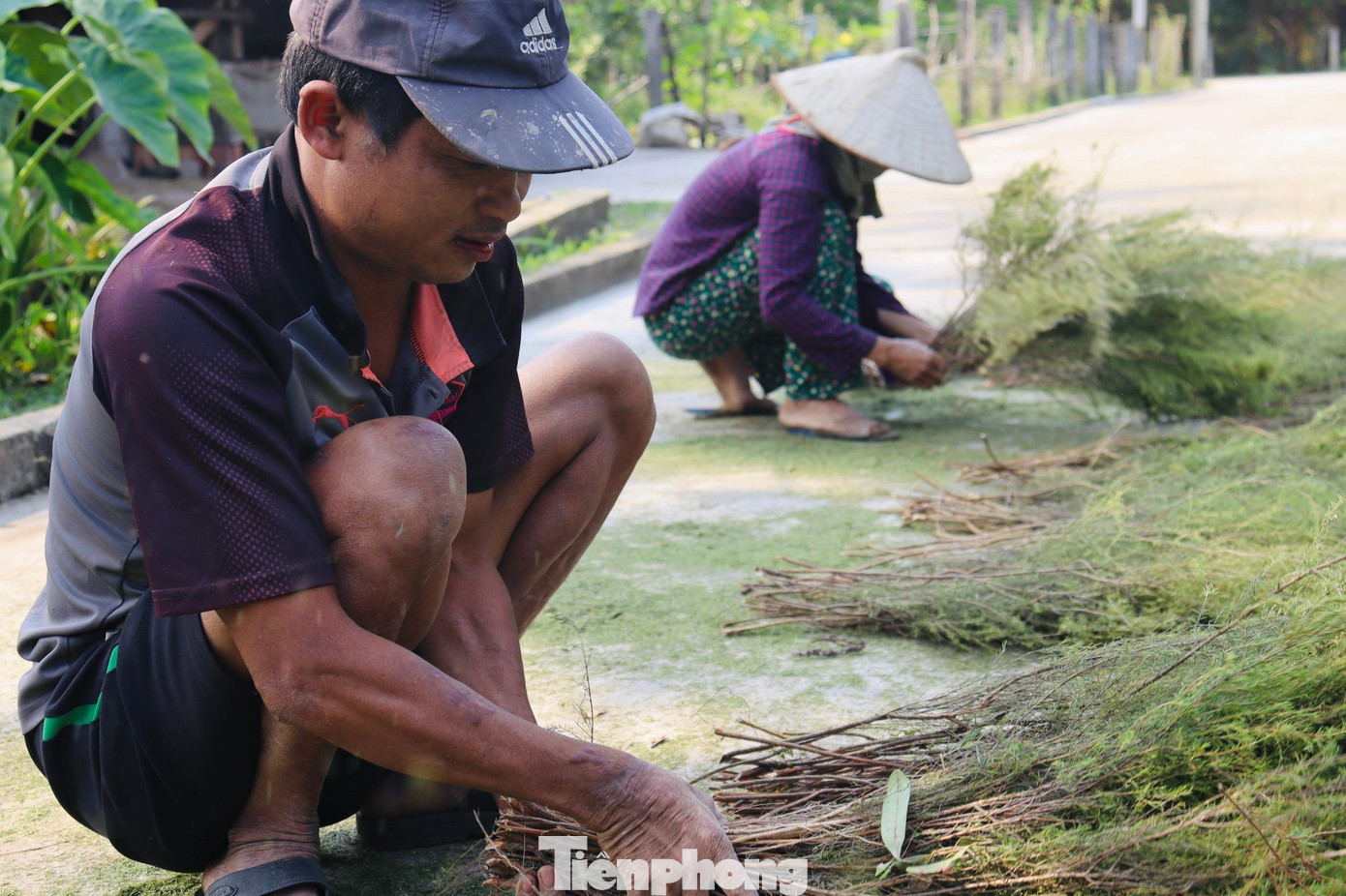 Những cây trện khi cắt về sẽ được phơi dưới nắng khoảng 1 ngày là đã có thể cột thành chổi để bán.