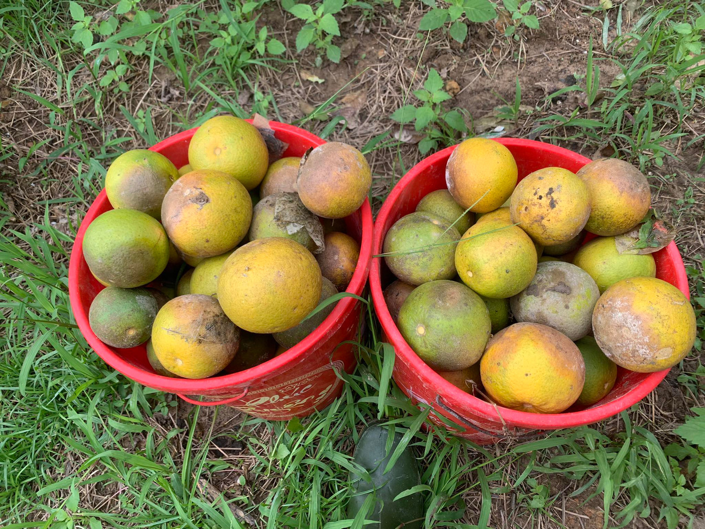 Theo ước tính có hàng trăm tấn cam của người dân bị rụng sau mưa lớn kéo dài.