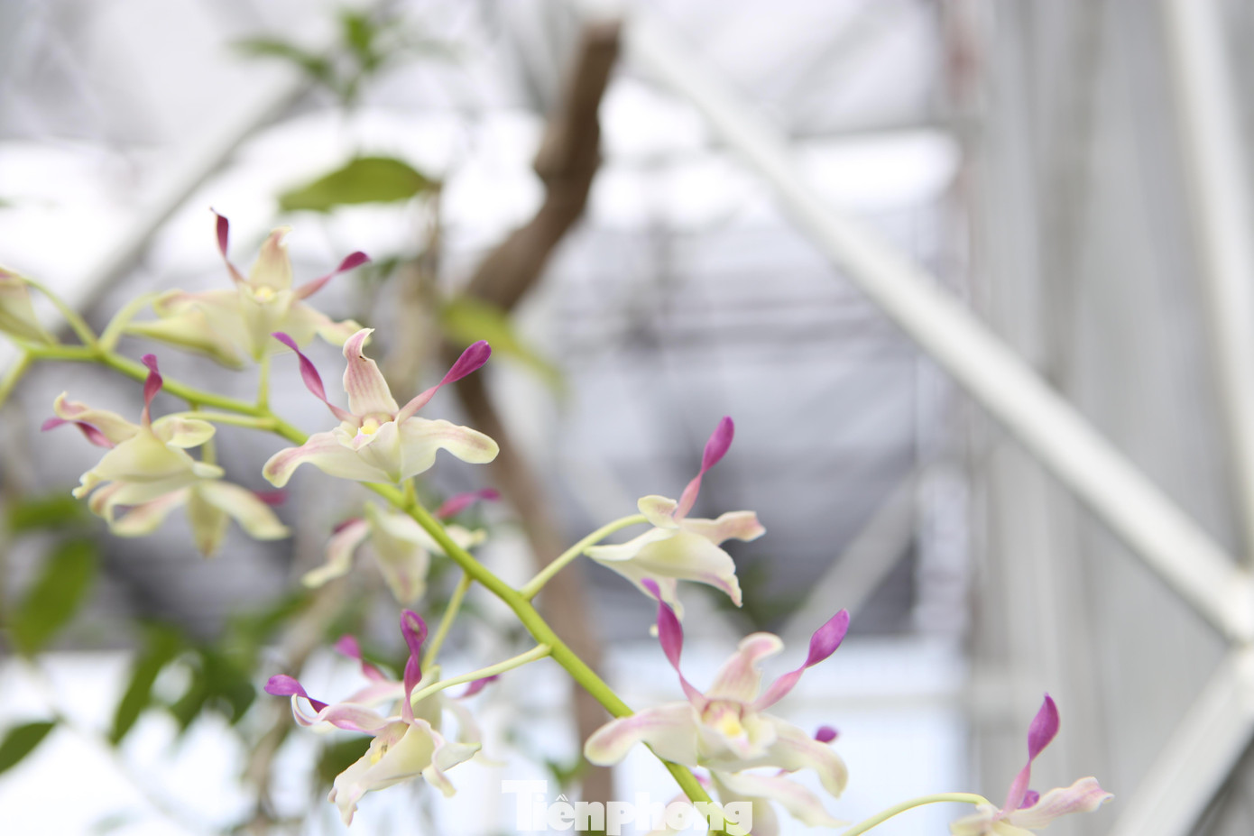 Phong lan vốn là loài hoa mang vẻ đẹp dịu dàng, độc đáo, có khi lại kiêu kỳ làm say đắm lòng người. Trong ảnh lan dendro sing nở màu trắng tím rất đẹp. “Trồng lan phải thực sự đam mê, yêu thích vì yêu cầu cần có thời gian chăm sóc. Nếu không có sự quyết tâm, thì tôi cũng bỏ cuộc lâu rồi. Những người muốn trồng lan, cần chia sẻ kinh nghiệm về kỹ thuật, tôi cũng sẵn lòng hỗ trợ", anh Long chia sẻ.