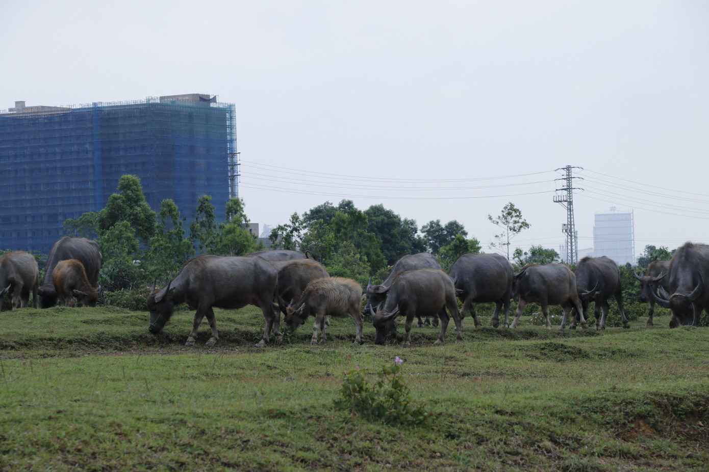 Sau hơn 10 năm được chấp thuận chủ trương đầu tư với nguồn vốn gần 2.000 tỷ đồng nhưng đến nay dự án khu công nghiệp và Khu đô thị Phú Vinh (thị xã Kỳ Anh, Hà Tĩnh) vẫn còn dang dở, thành nơi chăn thả trâu bò….