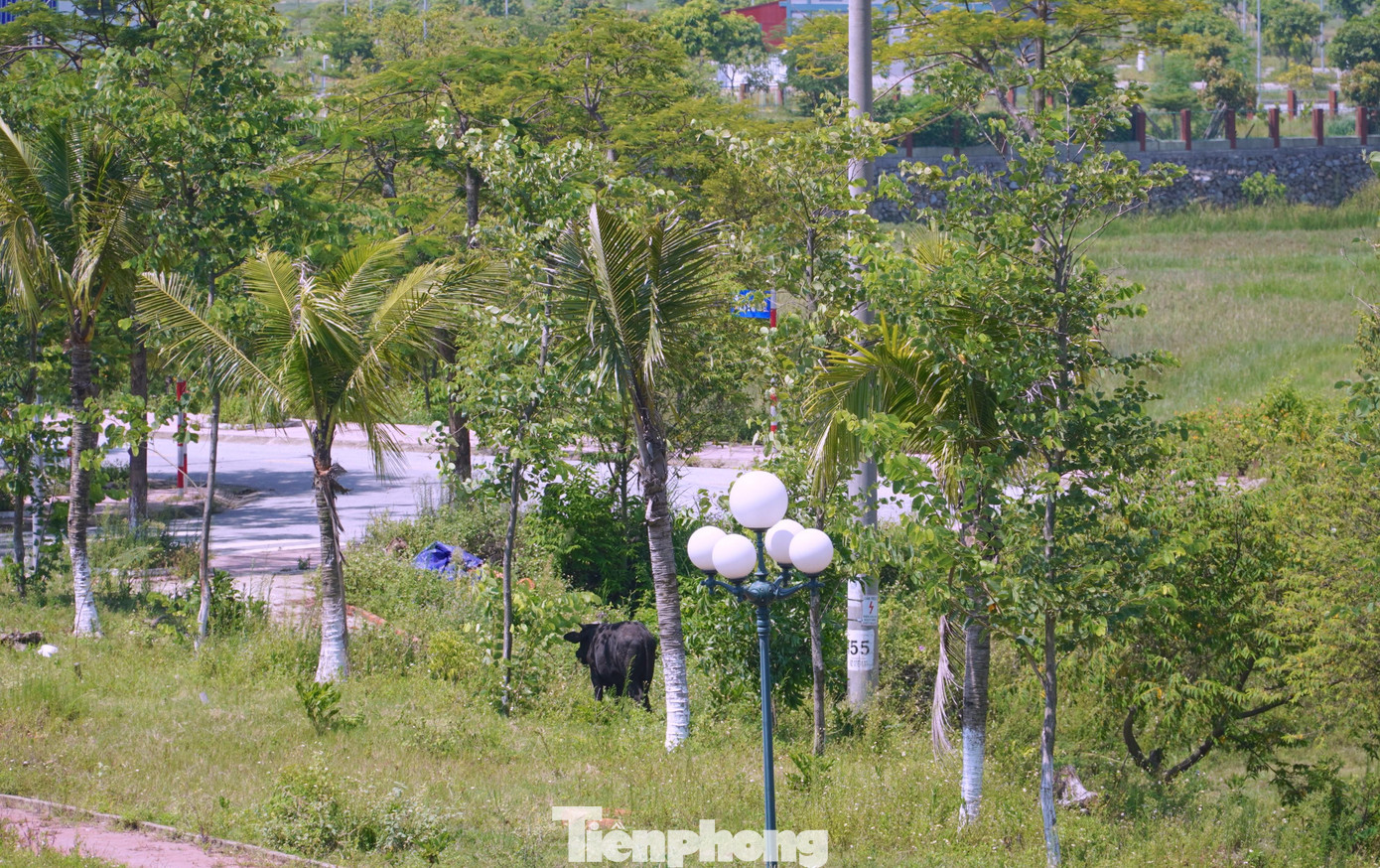 Chăn thả bò trong khuôn viên dự án khu đô thị.