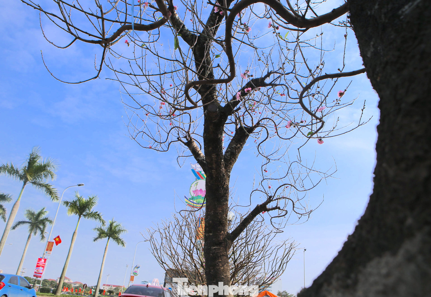 "Hiện nay chúng tôi đưa về bán tại đây hơn 15 gốc, nhưng nay đã bán được 5 gốc. Sắp tới còn lấy thêm một số loại hoa khác về bán cùng. Những gốc đào ở đây có tuổi đời hàng chục năm tuổi, dáng đẹp, lạ mắt nên được nhiều cơ quan đơn vị và đại gia đặt mua", anh Lê Đình Quốc cho hay.