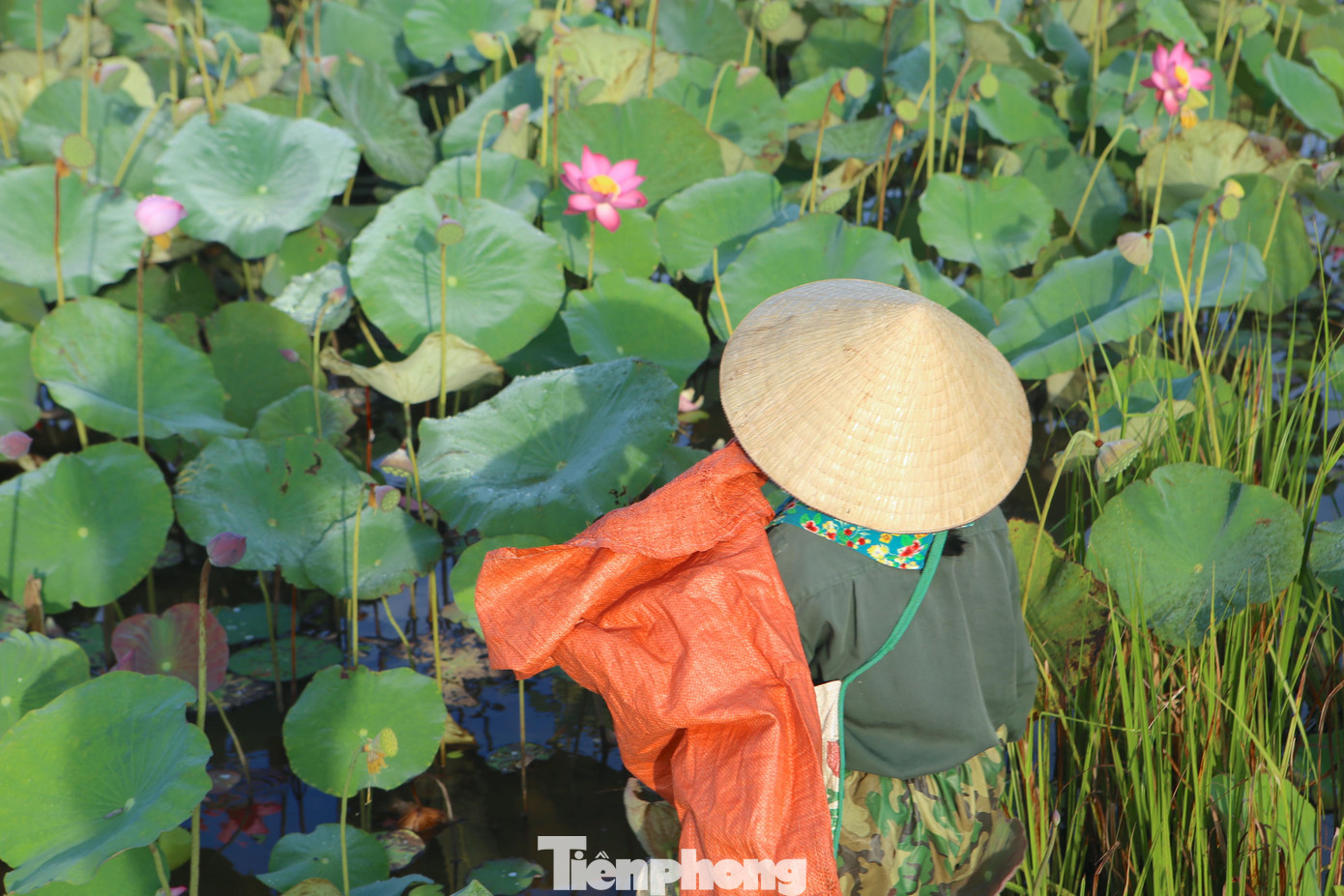 Tại đầm sen này trước đây bỏ hoang do trồng lúa không hiệu quả, nhưng khoảng 7 năm trở lại đây, người dân đã chuyển sang trồng sen. Nhờ chuyển đổi nên mỗi năm đều đặn cho thu nhập khá, hiệu quả kinh tế cao gấp 3 đến 4 lần trồng lúa.