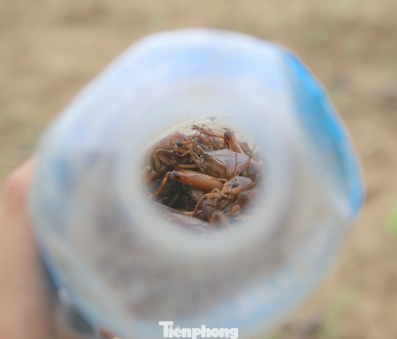 Họ sử dụng những chai nước hoặc can nhựa để đựng dế, tránh chúng nhảy ra ngoài. Dế được xem là đặc sản tại Hà Tĩnh. Dế được thương lái luôn thu mua từ 1.500 đồng - 2.500 đồng/con, được chế biến thành nhiều món như chiên bột, rang muối ớt...