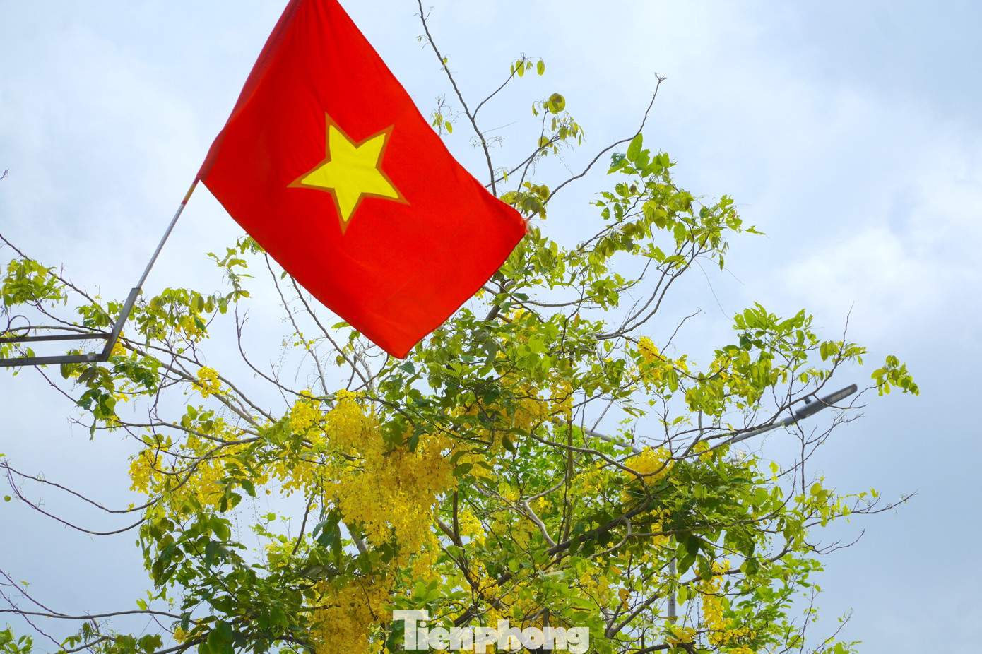 Sau khoảng vài năm được trồng thử nghiệm trên một số tuyến phố, làm đẹp cảnh quan, loài hoa này được nhiều người dân thành phố Hà Tĩnh yêu thích.