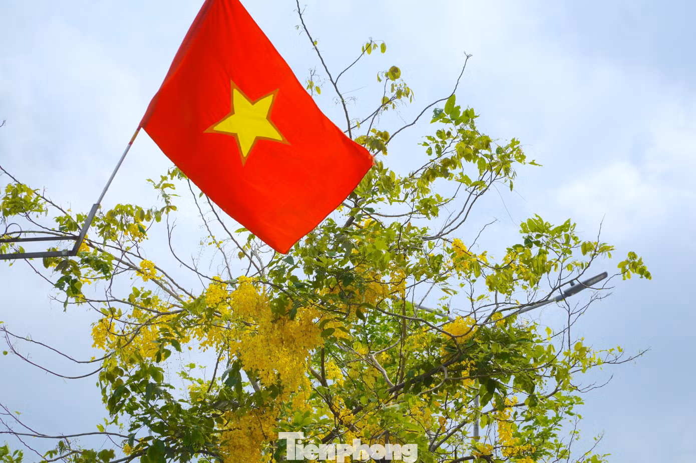 Sau khoảng vài năm được trồng thử nghiệm trên một số tuyến phố, làm đẹp cảnh quan, loài hoa này được nhiều người dân thành phố Hà Tĩnh yêu thích.