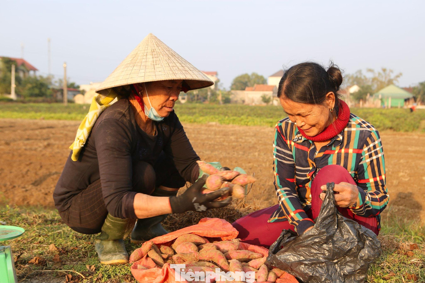 Đa phần giống khoai trồng ở vùng đất này là khoai lang Nhật Bản. Người dân cho biết, giống khoai này phù hợp với loại đất ruộng có độ tơi xốp, ráo nước, nên trồng cho củ nhiều.