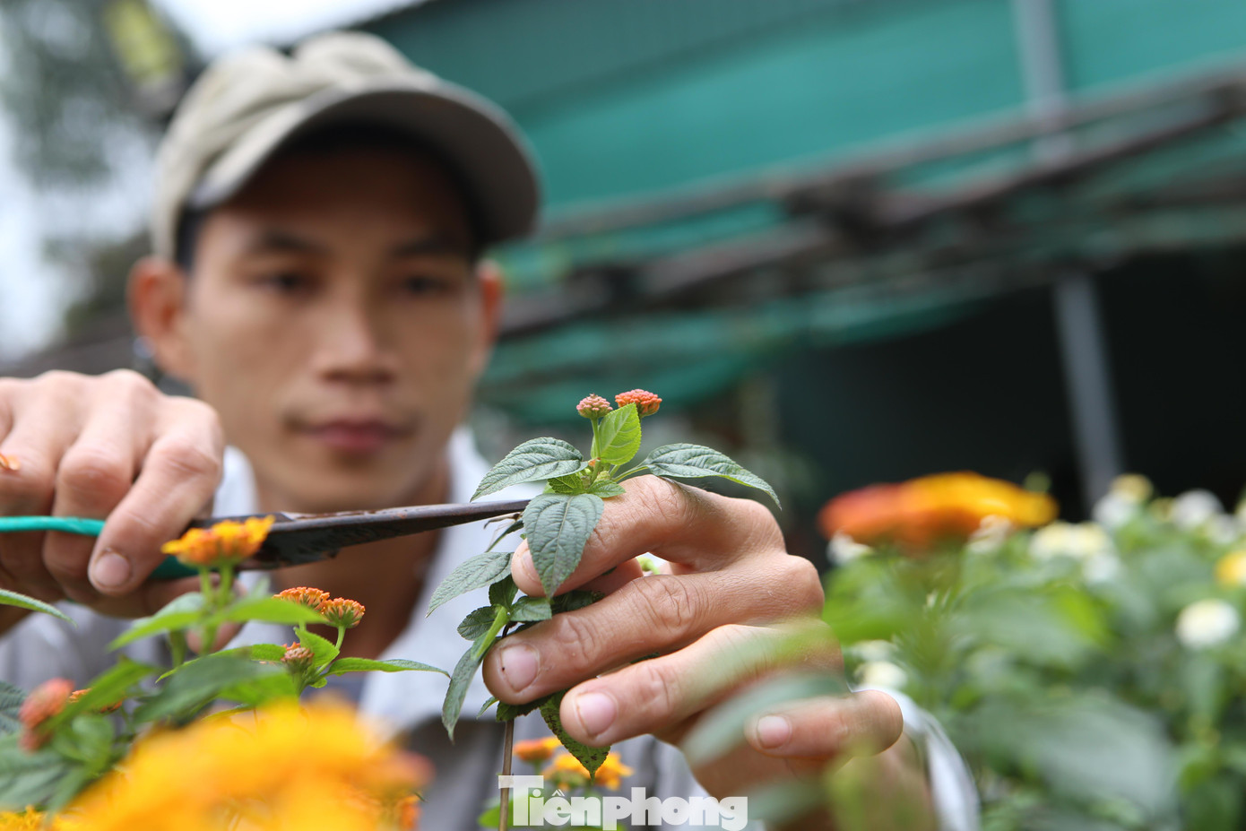 Hoa sau lai ghép, chăm sóc sẽ cho nhiều kiểu dáng bắt mắt, giống hoa đậm, dày bông, bông ra đều, nhiều màu sặc sỡ.