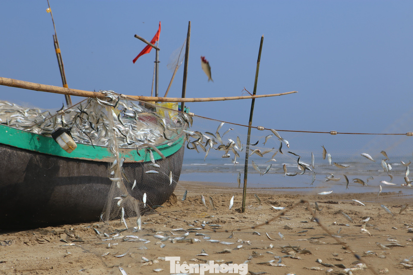 “Hôm nay cả hai thuyền của gia đình phải trên 2 tấn cá trích. Năm nay đây là thời điểm trúng đậm cá trích nhất. Thương lái họ đến đây để thu mua, tổng ngày hôm nay bán được khoảng gần 20 triệu đồng. Cá đánh bắt từ tháng 2 cho đến hết tháng 4 ÂL. Thời điểm này xăng dầu tăng, ngư dân chúng tôi chỉ đi đánh bắt gần bờ, may mắn trúng đậm”, ngư dân Phùng cho hay. “Hôm nay cả hai thuyền của gia đình phải trên 2 tấn cá trích. Năm nay đây là thời điểm trúng đậm cá trích nhất. Thương lái họ đến đây để thu mua, tổng ngày hôm nay bán được khoảng gần 20 triệu đồng. Cá đánh bắt từ tháng 2 cho đến hết tháng 4 ÂL. Thời điểm này xăng dầu tăng, ngư dân chúng tôi chỉ đi đánh bắt gần bờ, may mắn trúng đậm”, ngư dân Phùng cho hay.