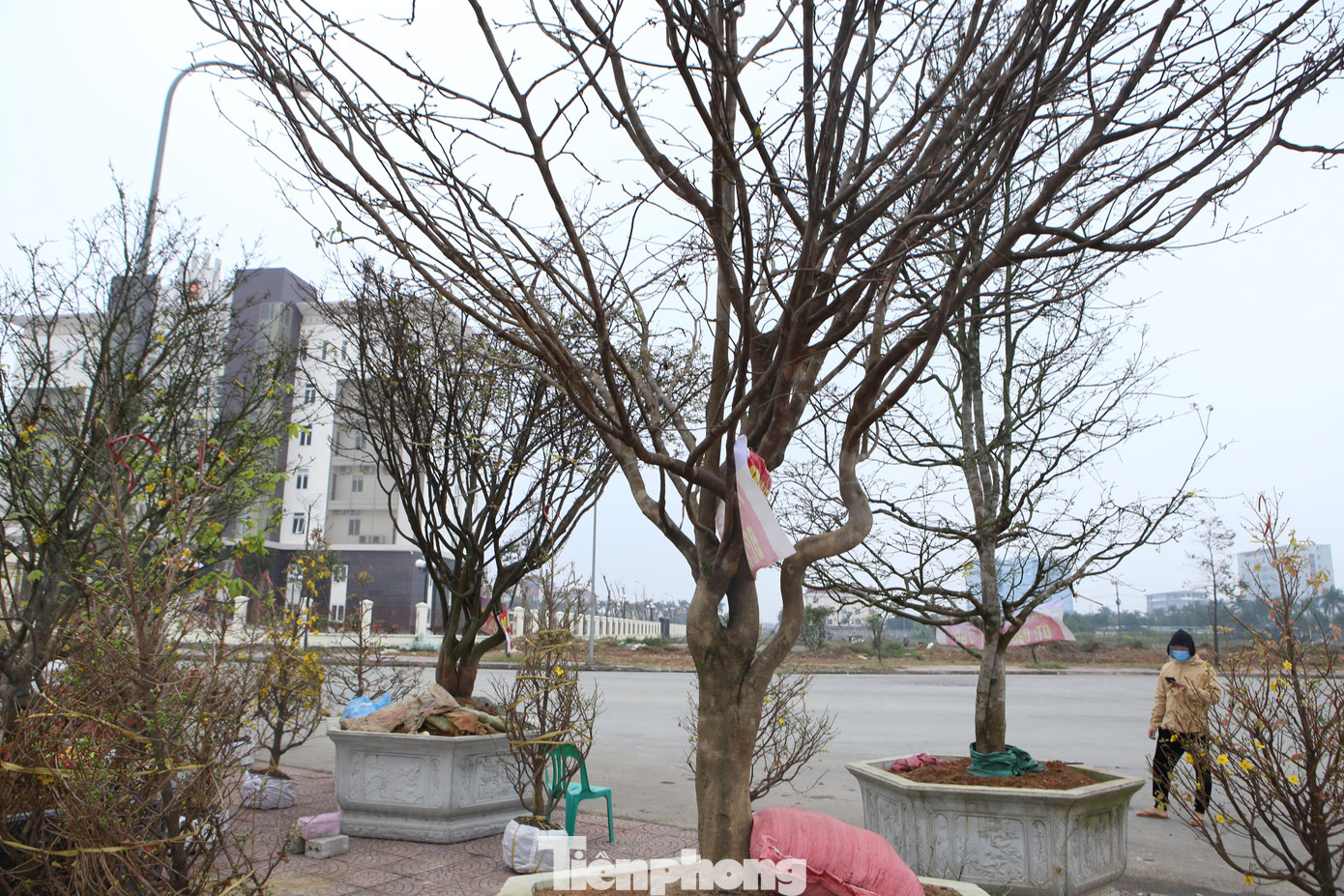 Hiện tại ở TP Hà Tĩnh, đây là những gốc mai "khủng" nhất được đưa ra bán trong dịp Tết năm nay.