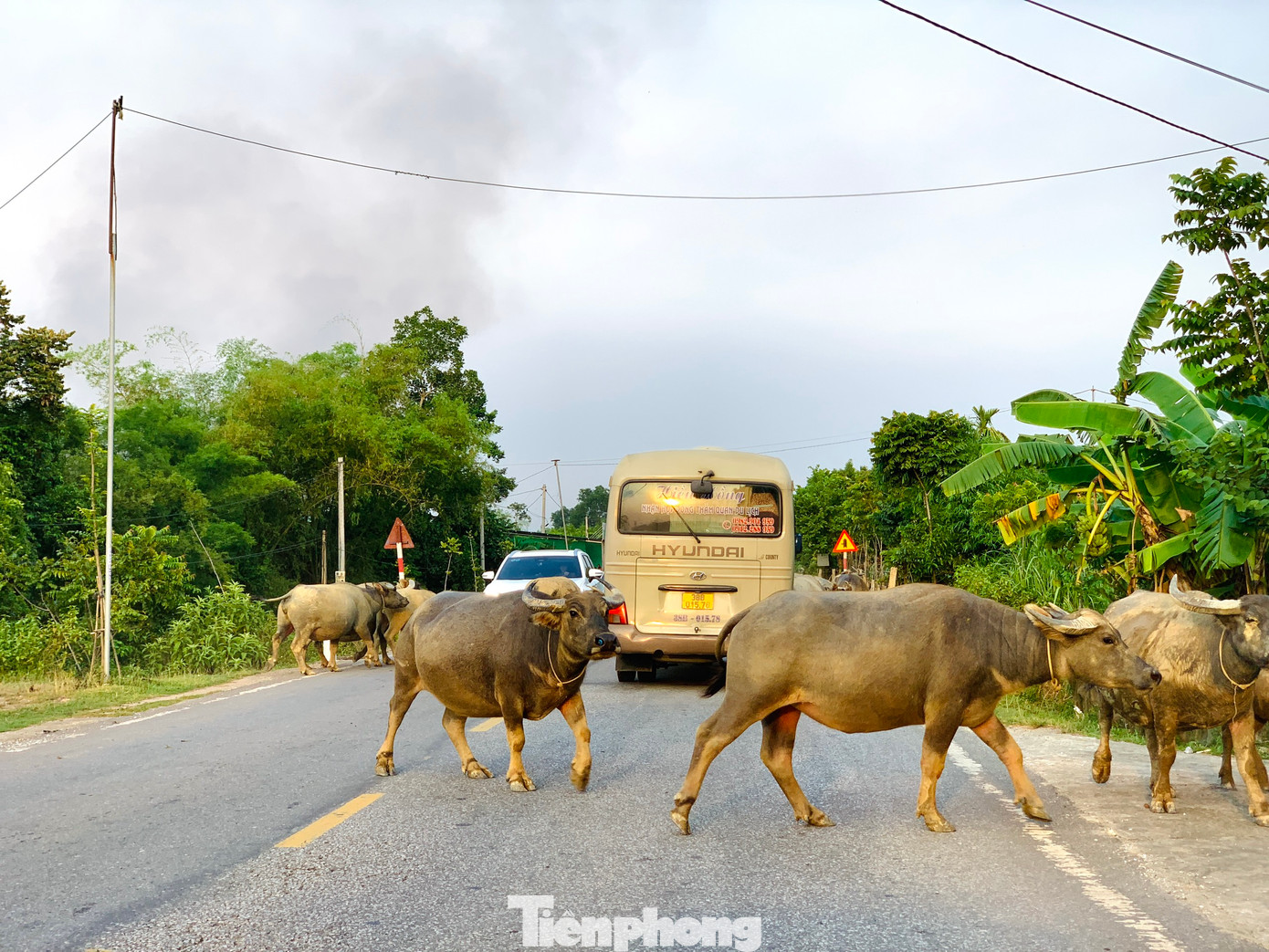 Trâu bò chạy ngang đường, nhiều phương tiện phải di chuyển chậm để tránh va chạm. Song khung cảnh hỗn loạn vẫn diễn ra trên đường.