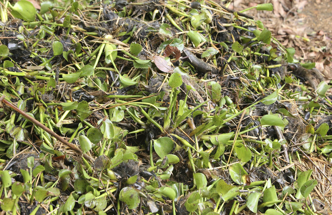 Bèo tây tràn về, vùi lấp cánh đồng lúa chưa thu hoạch của người dân. Bèo tây tràn về, vùi lấp cánh đồng lúa chưa thu hoạch của người dân.