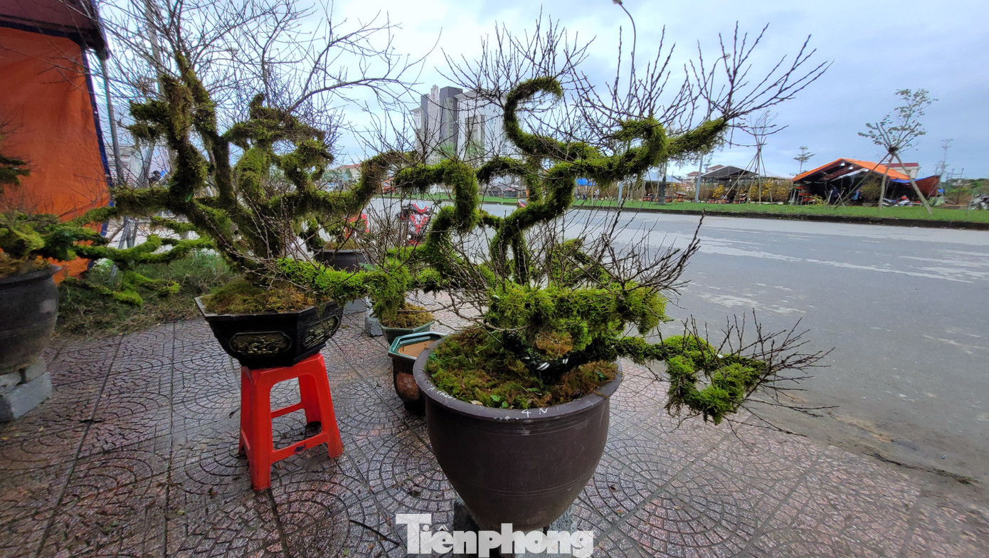 Nhiều gốc dáng thế độc, lạ thu hút khách mua trong dịp Tết.