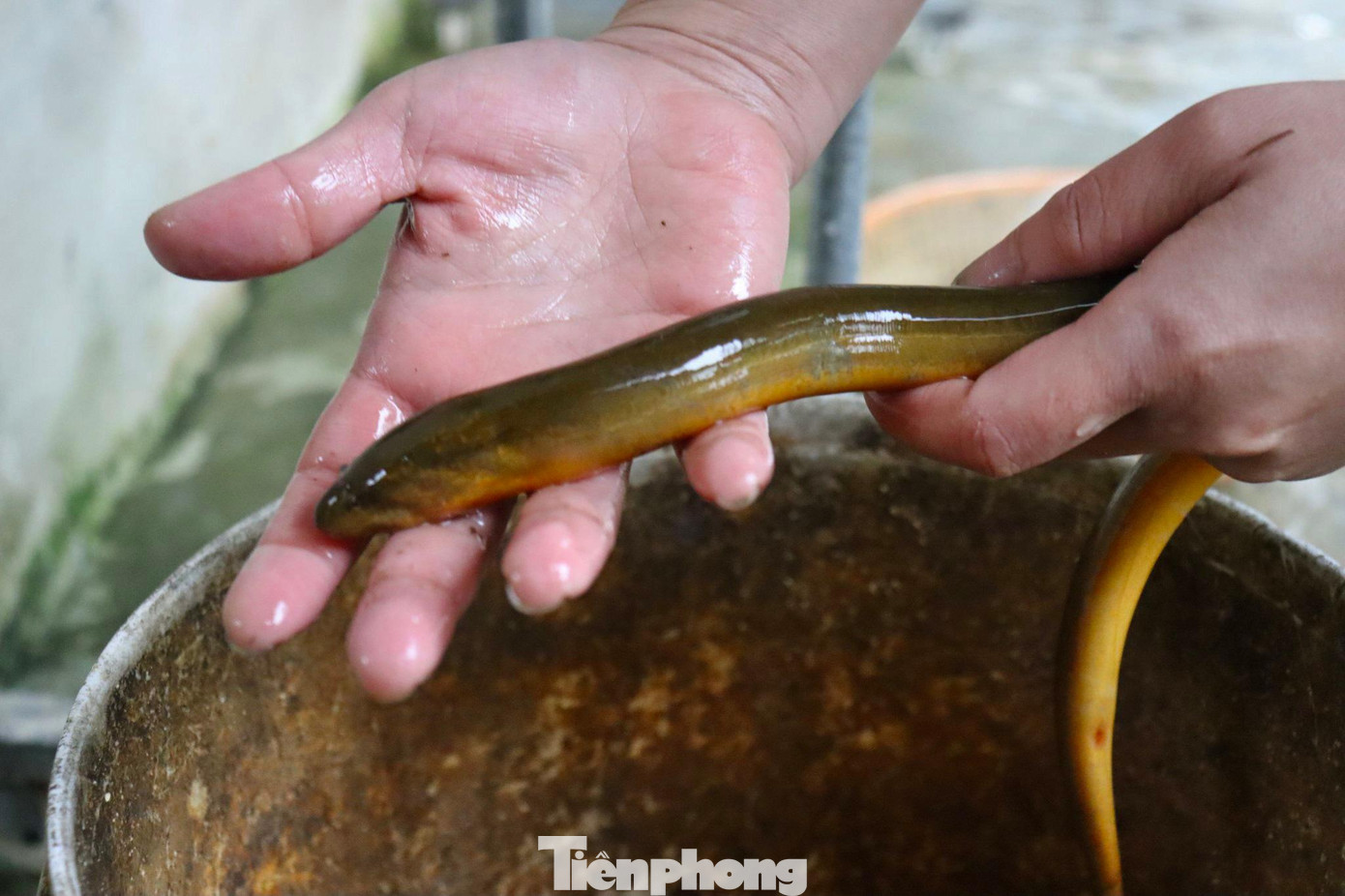 Những con lươn đồng vàng óng thu về được đổ ra xô và rửa sạch. Một con lươn sẽ nặng từ 0,1-0,3kg. Lươn càng to thì sẽ càng ngon và giá càng đắt. Hiện tại, 1kg lươn đồng sẽ có giá dao động 120-150kg tùy vào độ to, nhỏ. Những con lươn đồng vàng óng thu về được đổ ra xô và rửa sạch. Một con lươn sẽ nặng từ 0,1-0,3kg. Lươn càng to thì sẽ càng ngon và giá càng đắt. Hiện tại, 1kg lươn đồng sẽ có giá dao động 120-150kg tùy vào độ to, nhỏ.
