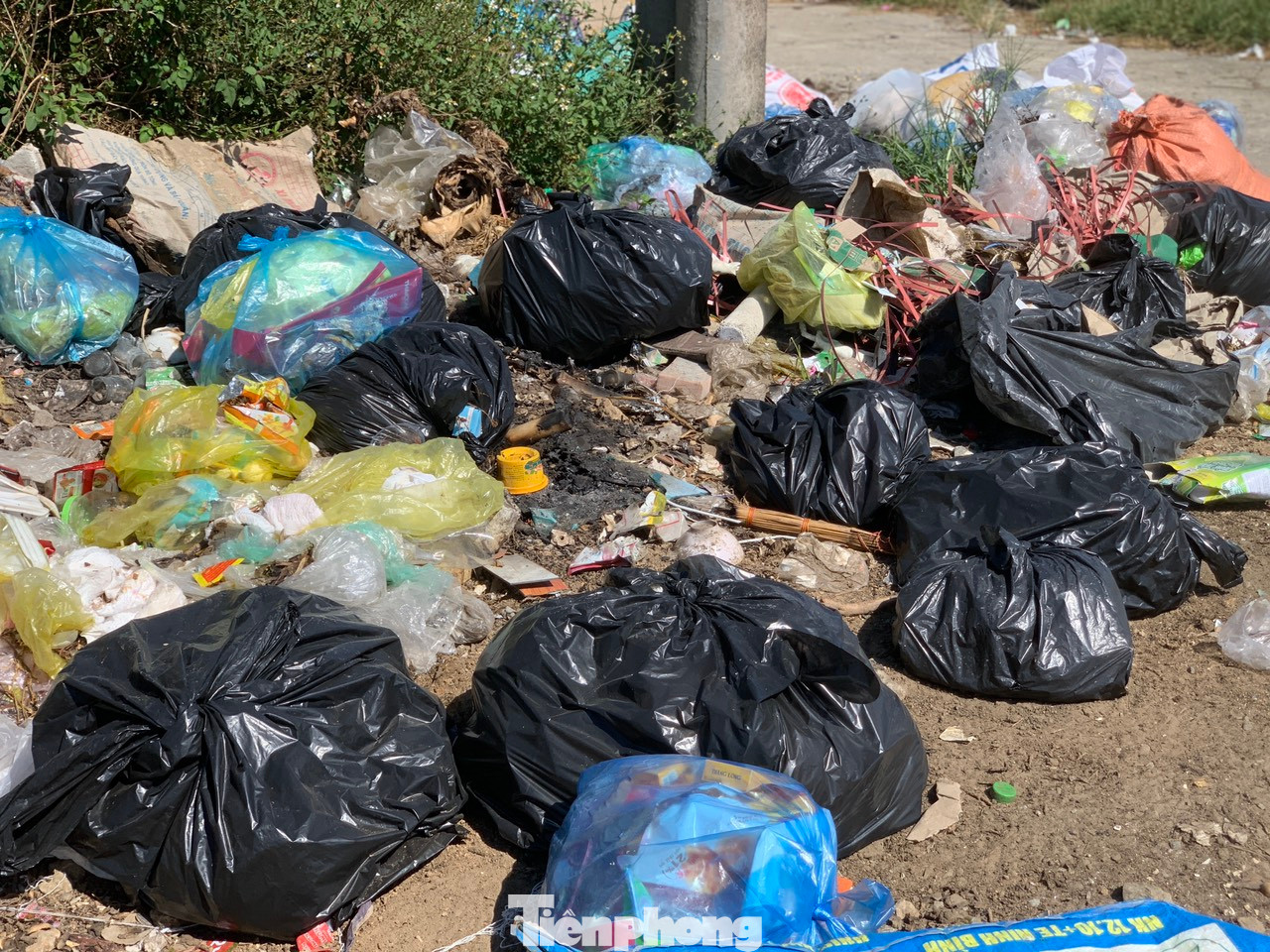 Khu tái định cư bỏ hoang, thành nơi chăn thả trâu bò của người dân địa phương. Đáng nói, rác cũng tập kết tại khu vực này, để lại khung cảnh nhếch nhác, ô nhiễm môi trường.