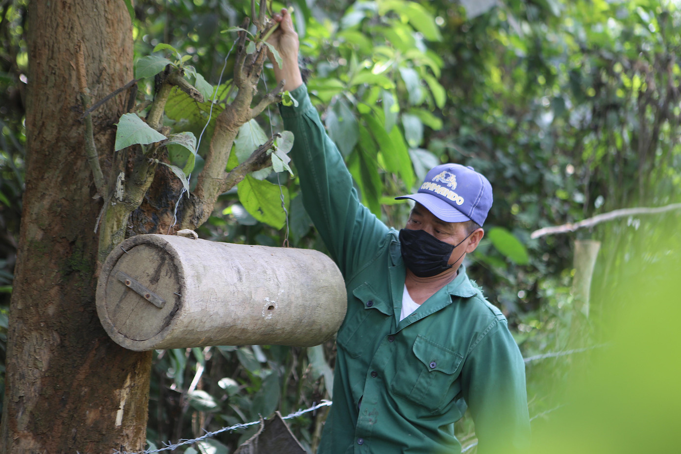 Sau nhiều năm săn ong, hiện tại anh Lê Trung Thi đã có hơn 30 tổ ong nuôi tại nhà. Năm nào dịp này anh cũng vào các khu rừng để săn ong sứ về nuôi. Trong ảnh anh Thi đang treo tổ dưới gốc cây để bắt ong sứ. Chiếc sào dùng để gắn vợt vào bắt ong sứ. Sau khi săn được đàn ong, thợ săn sẽ đưa về nuôi tại nhà, từ khoảng 2 - 3 tháng sẽ cho thu hoạch mật. Săn ong rừng là nghề rất độc đáo, làm nhẹ nhàng nhưng thu nhập tương đối cao. Có những mùa mỗi thợ săn kiếm được 17-20 tổ ong. Hiện nay, bình quân 1 đàn ong có giá 300.000 đồng đến 500.000 đồng.